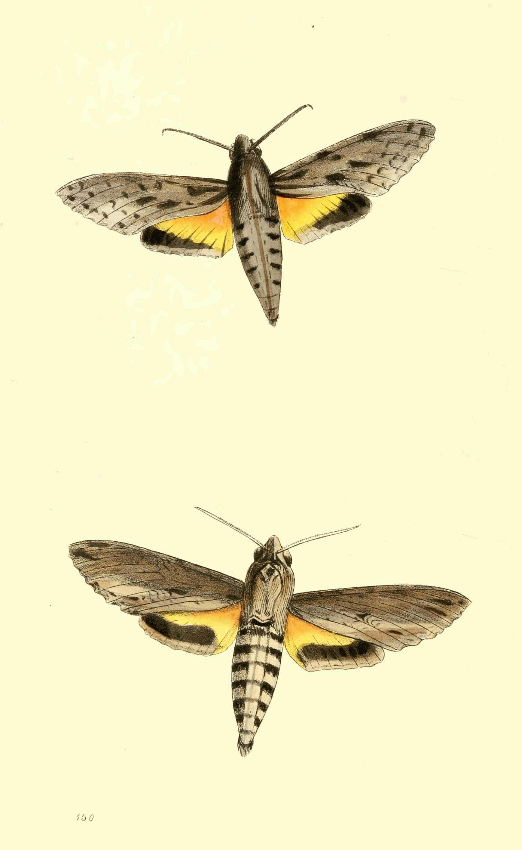 Plate 150.