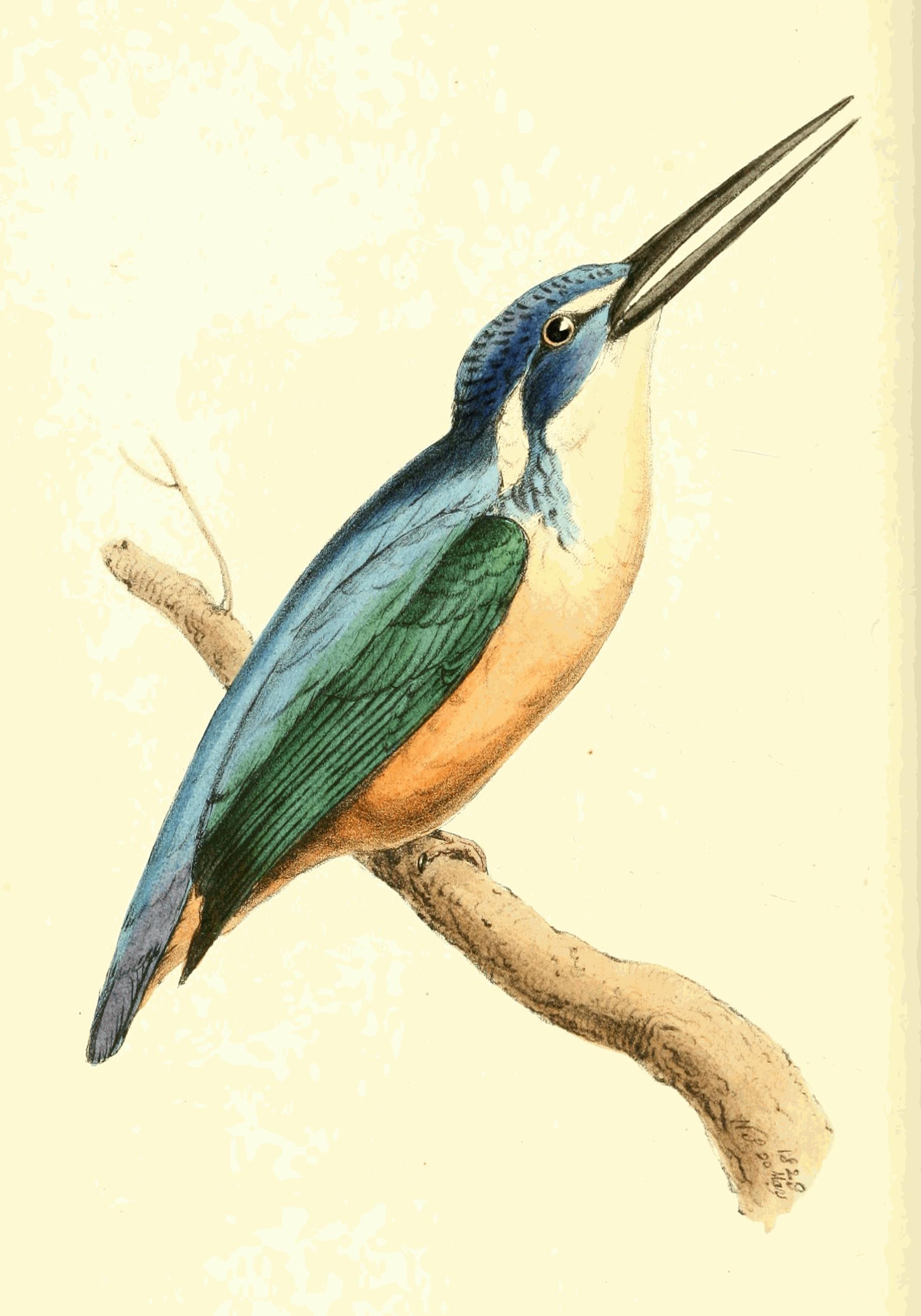 Plate 151.