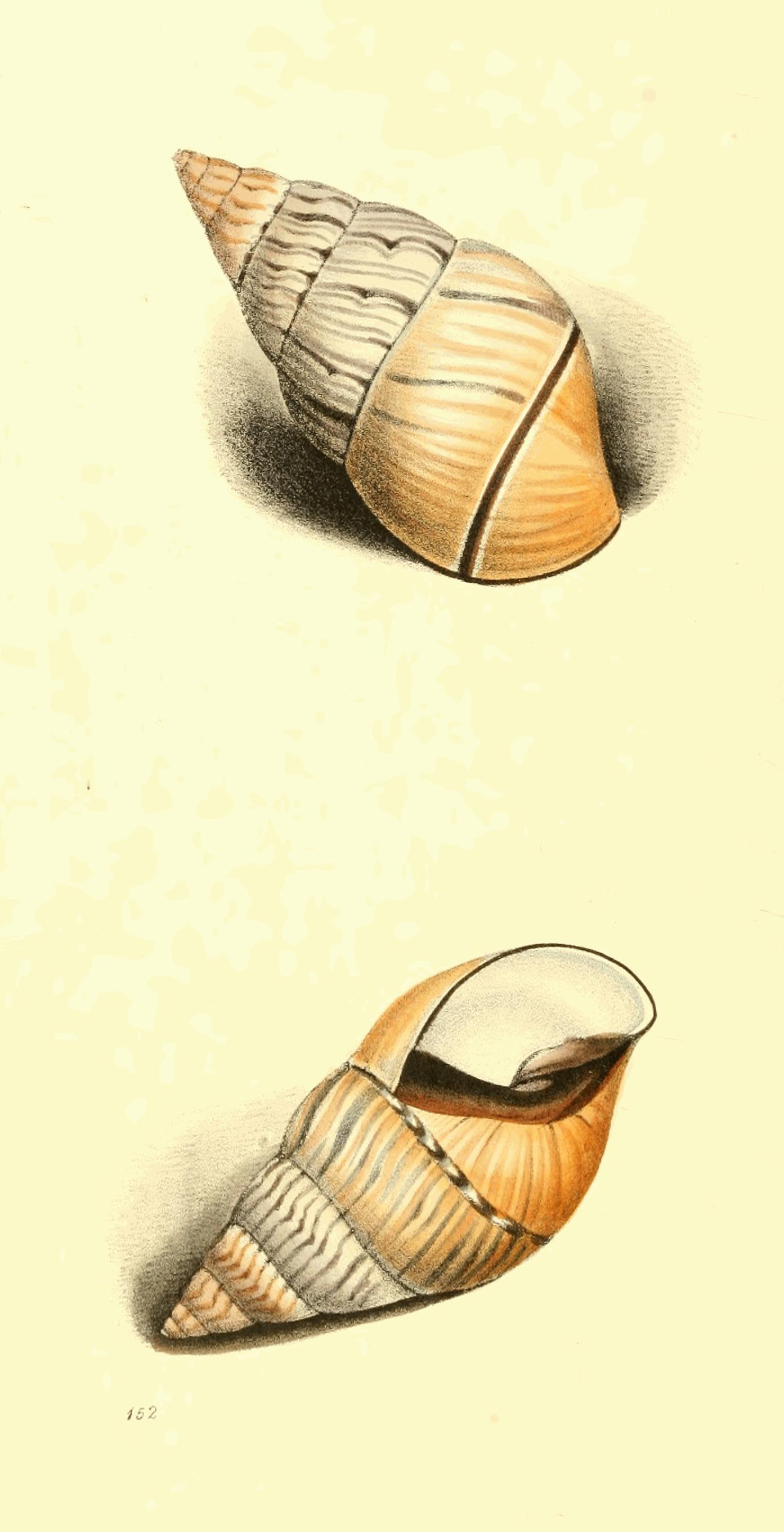 Plate 152.