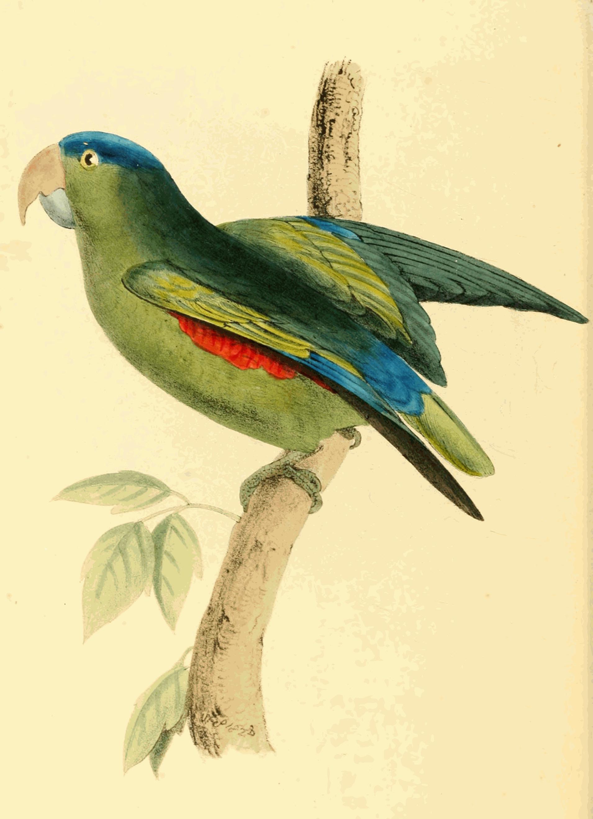 Plate 154.