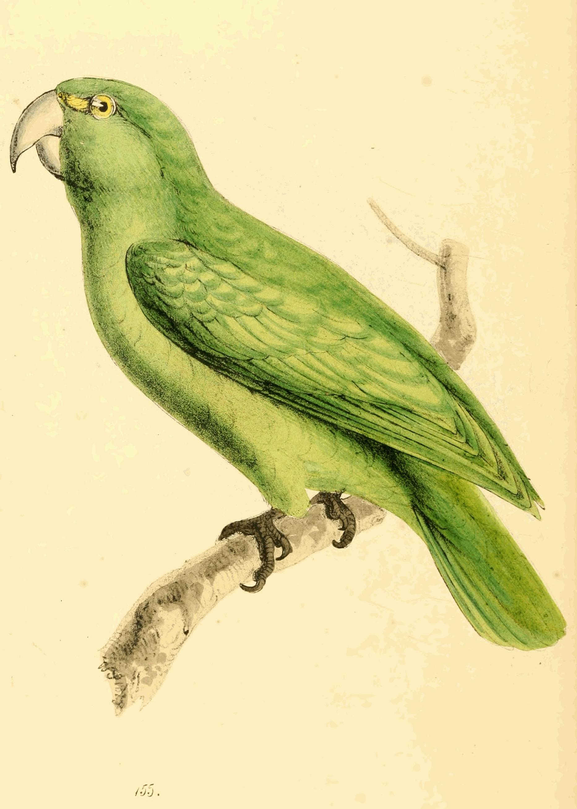 Plate 155.