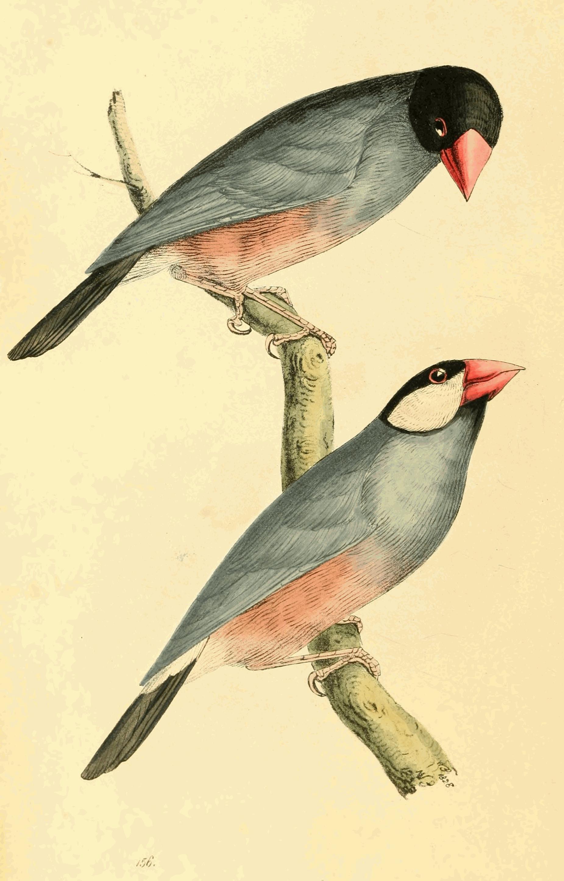 Plate 156.