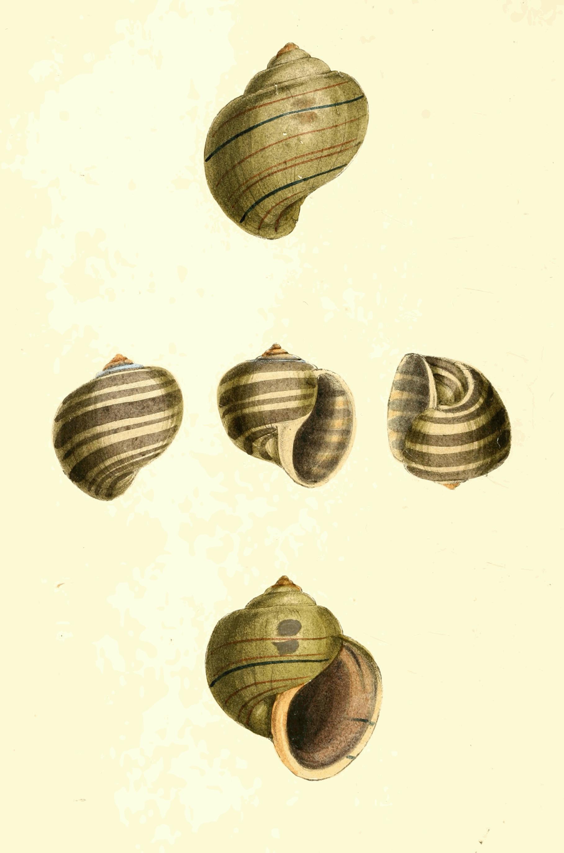 Plate 157.