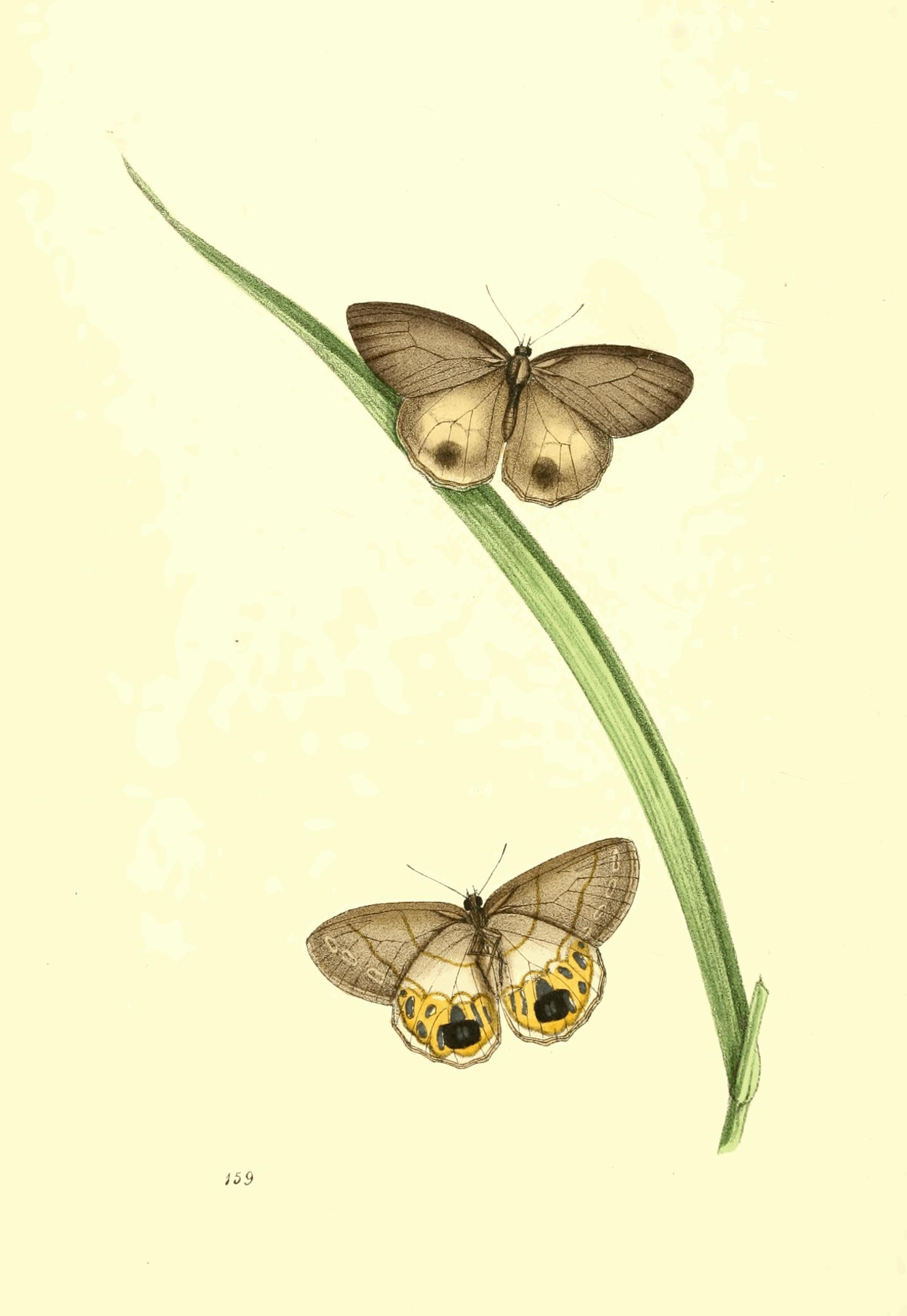 Plate 159.