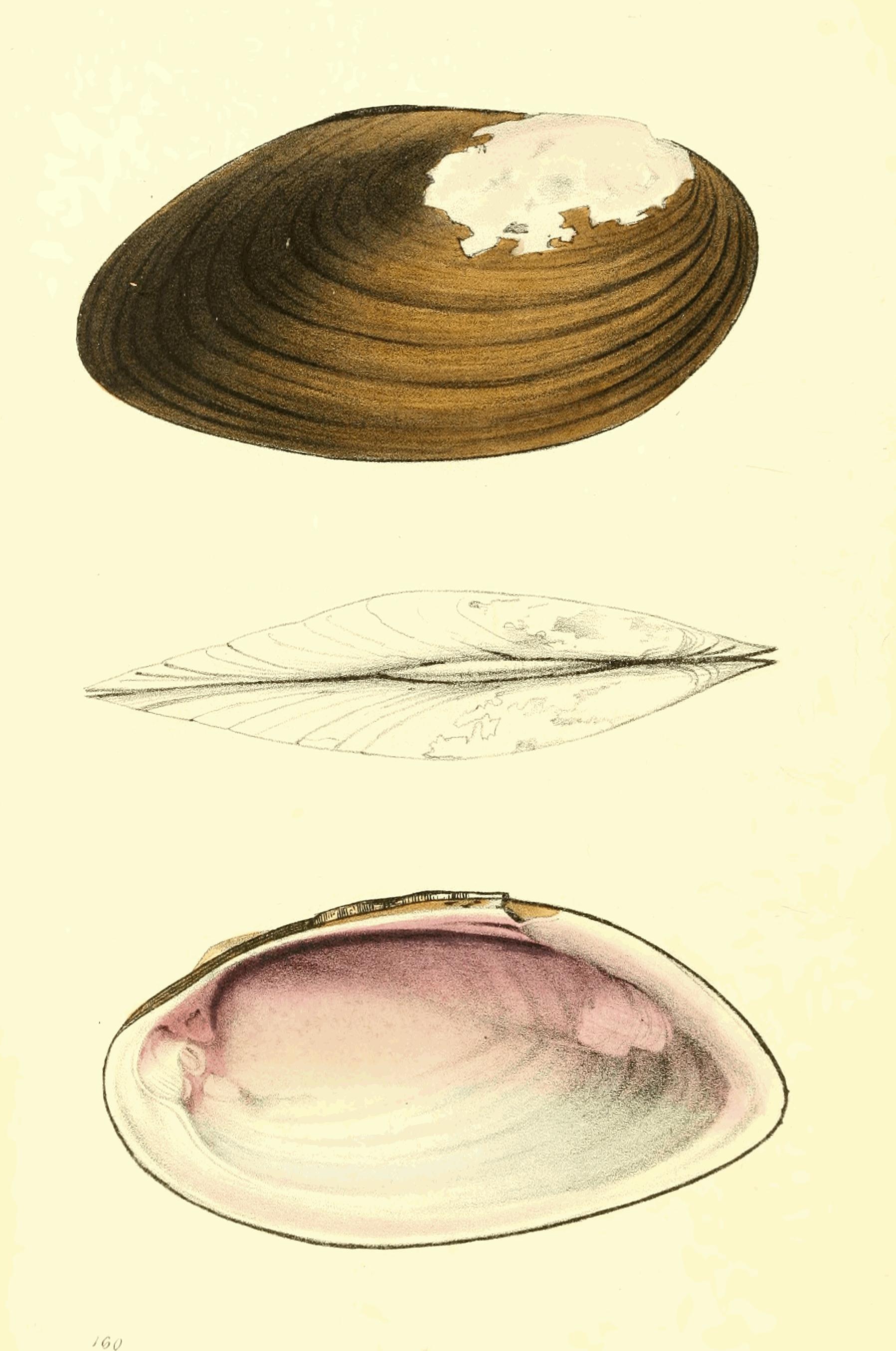 Plate 160.