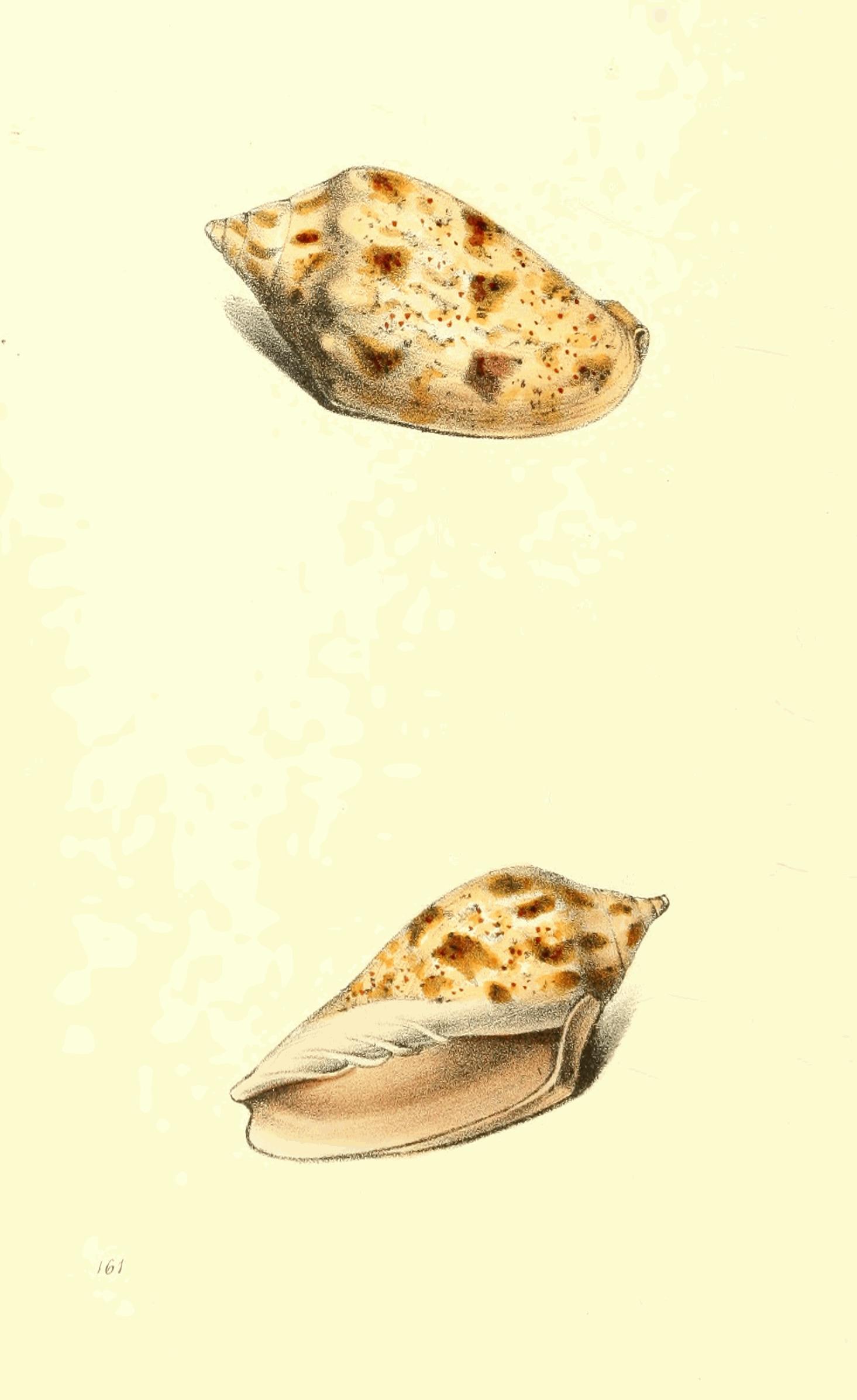 Plate 161.