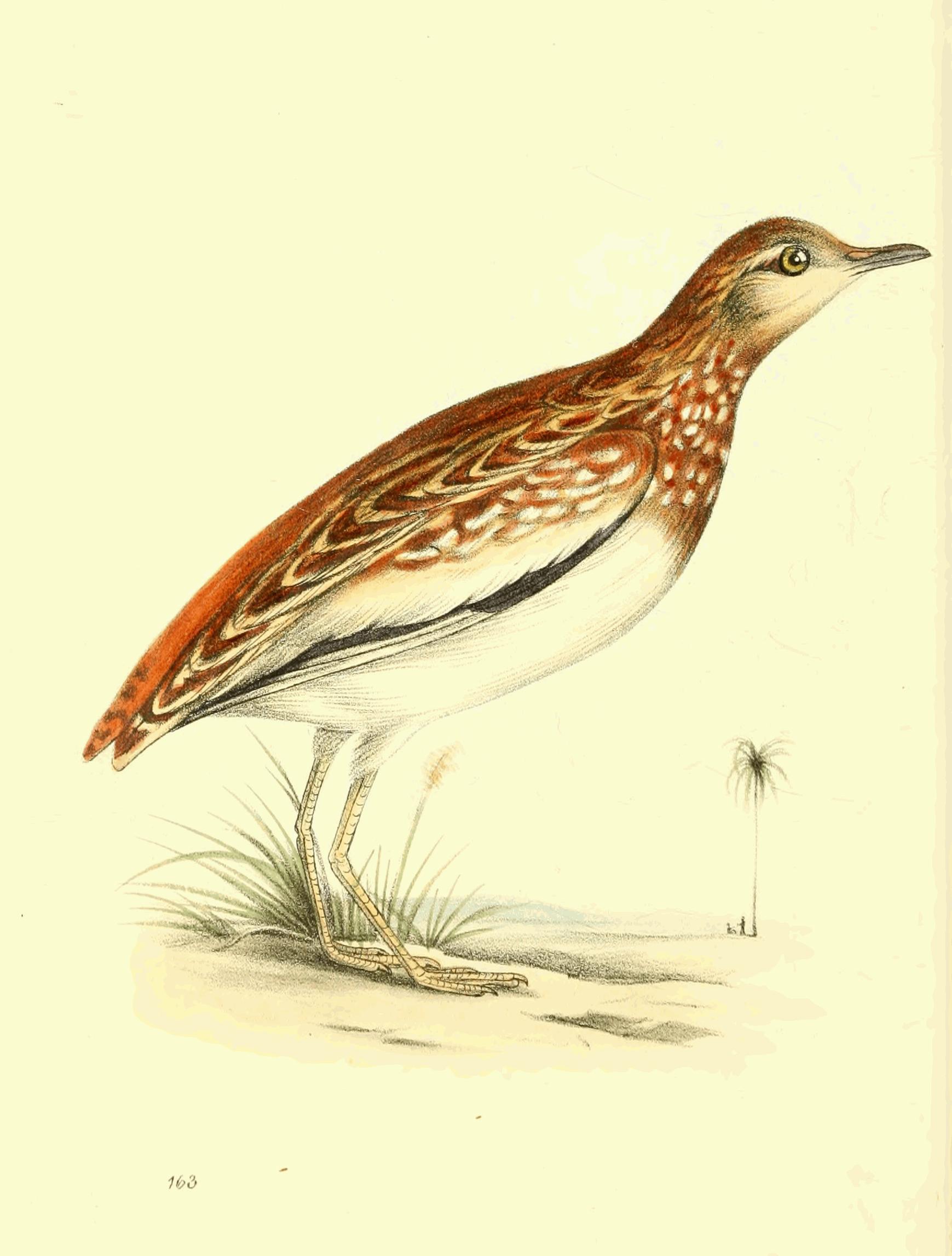 Plate 163.