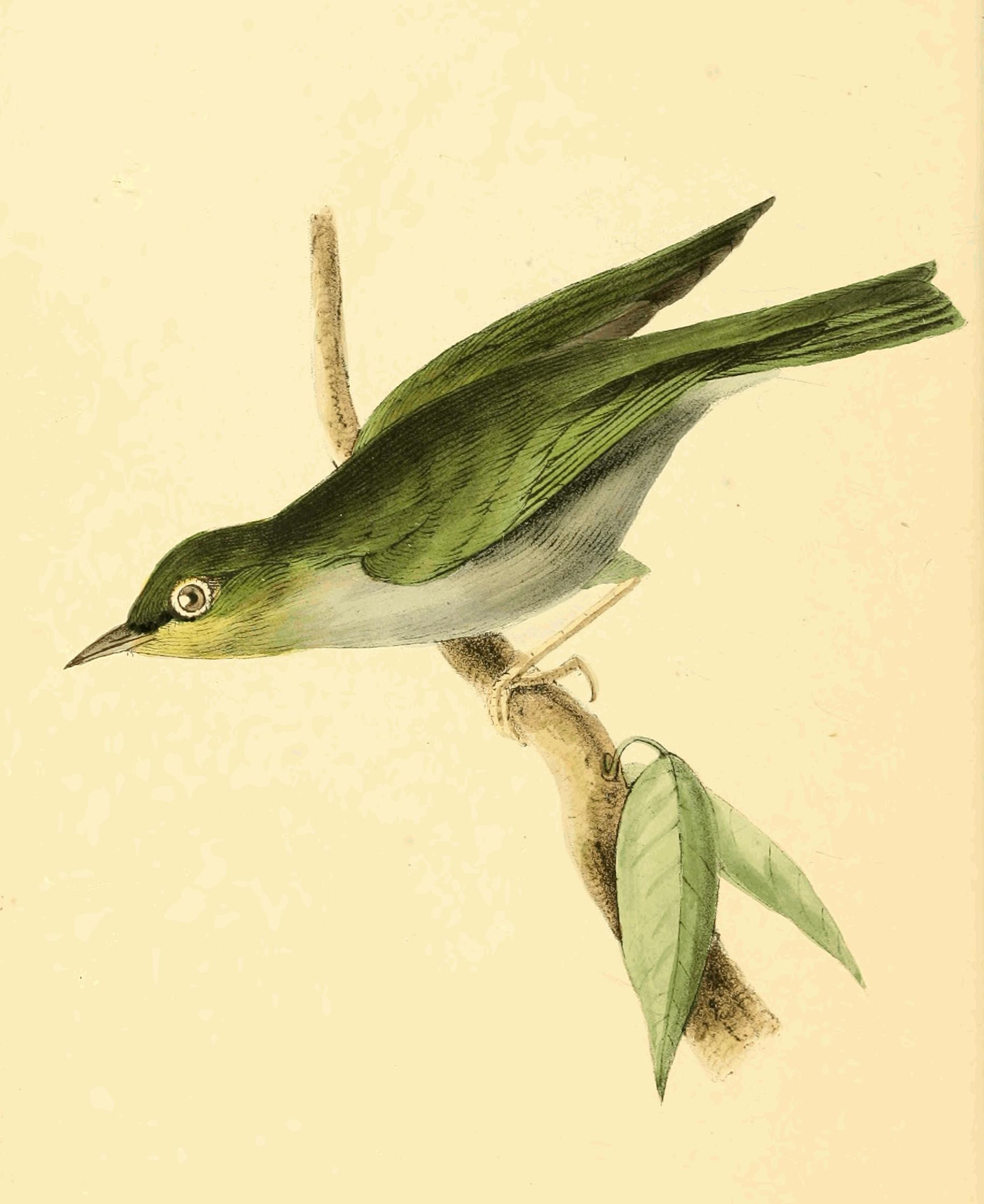 Plate 164.