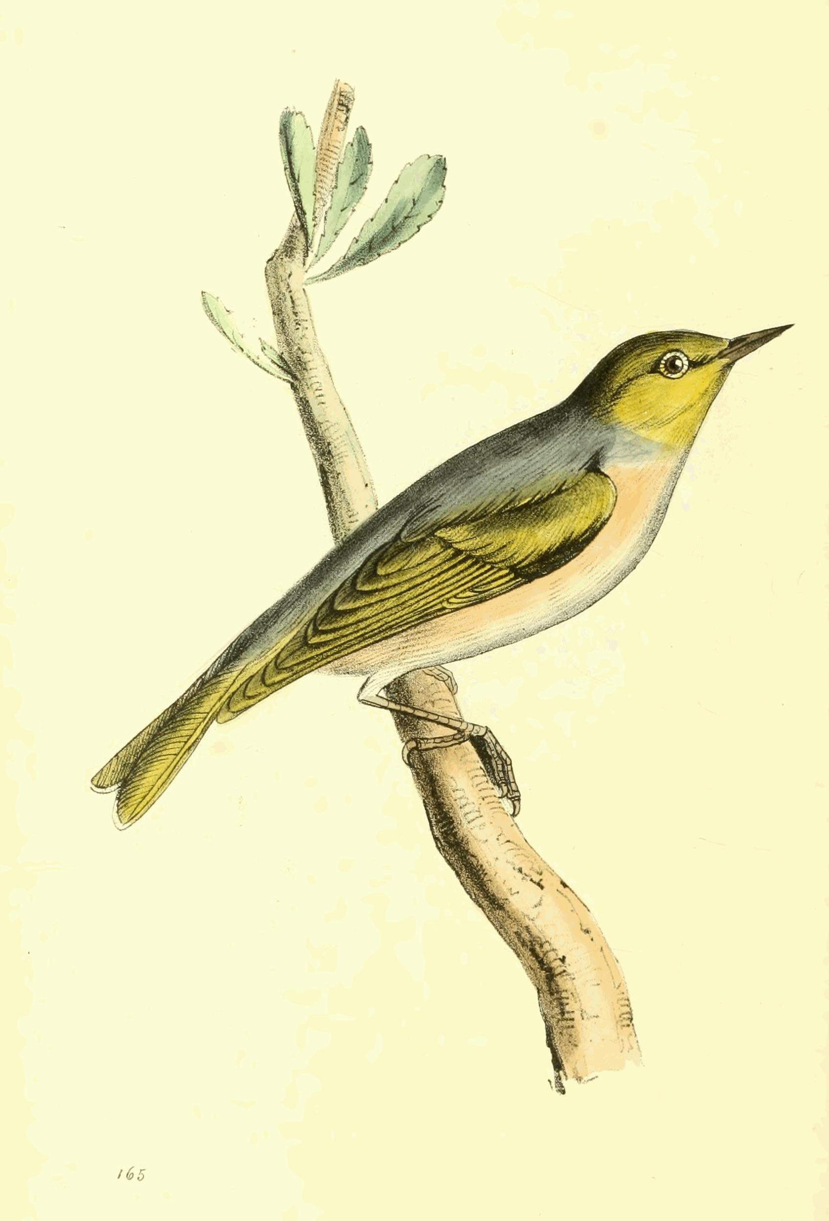 Plate 165.