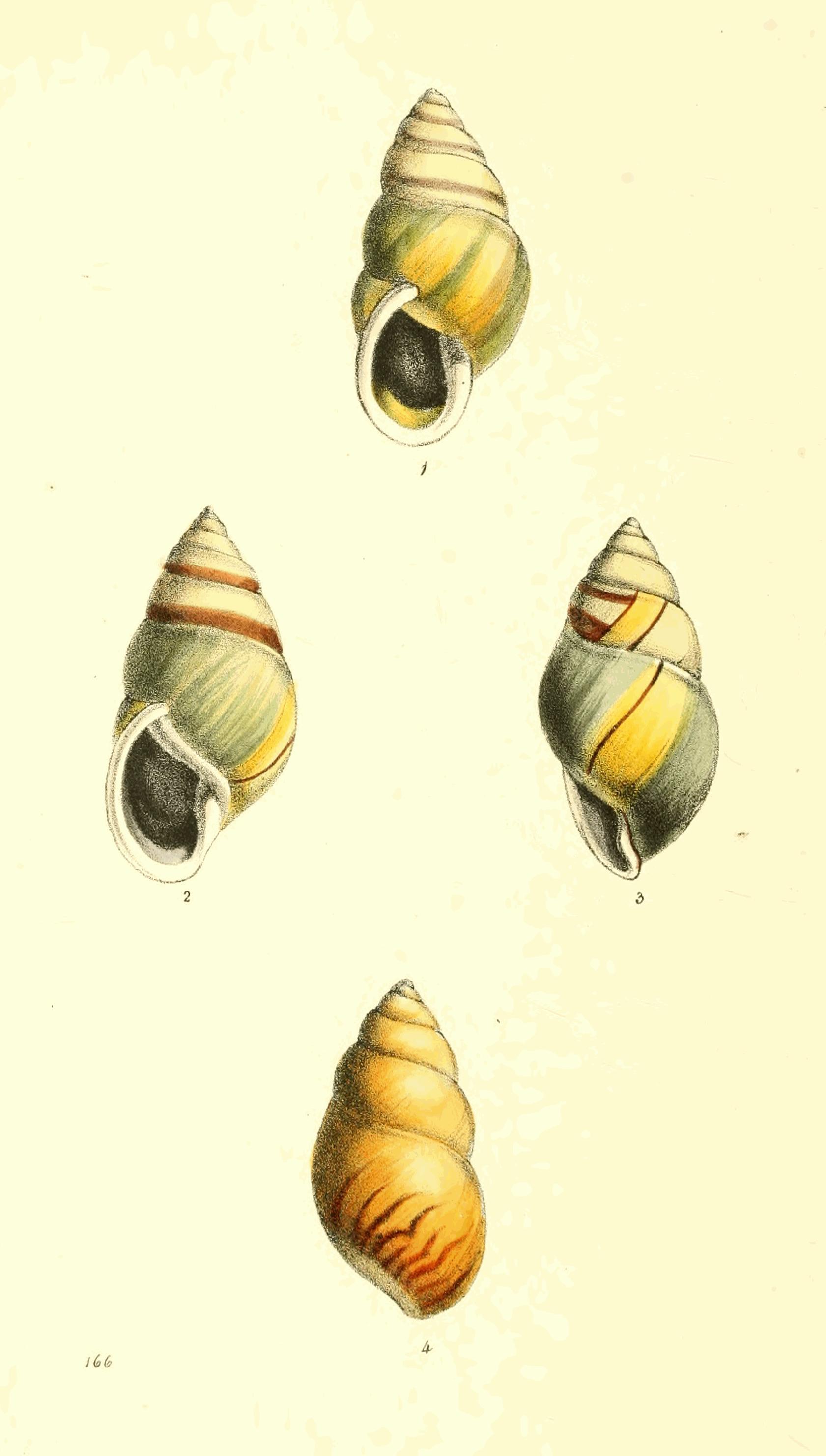 Plate 166.
