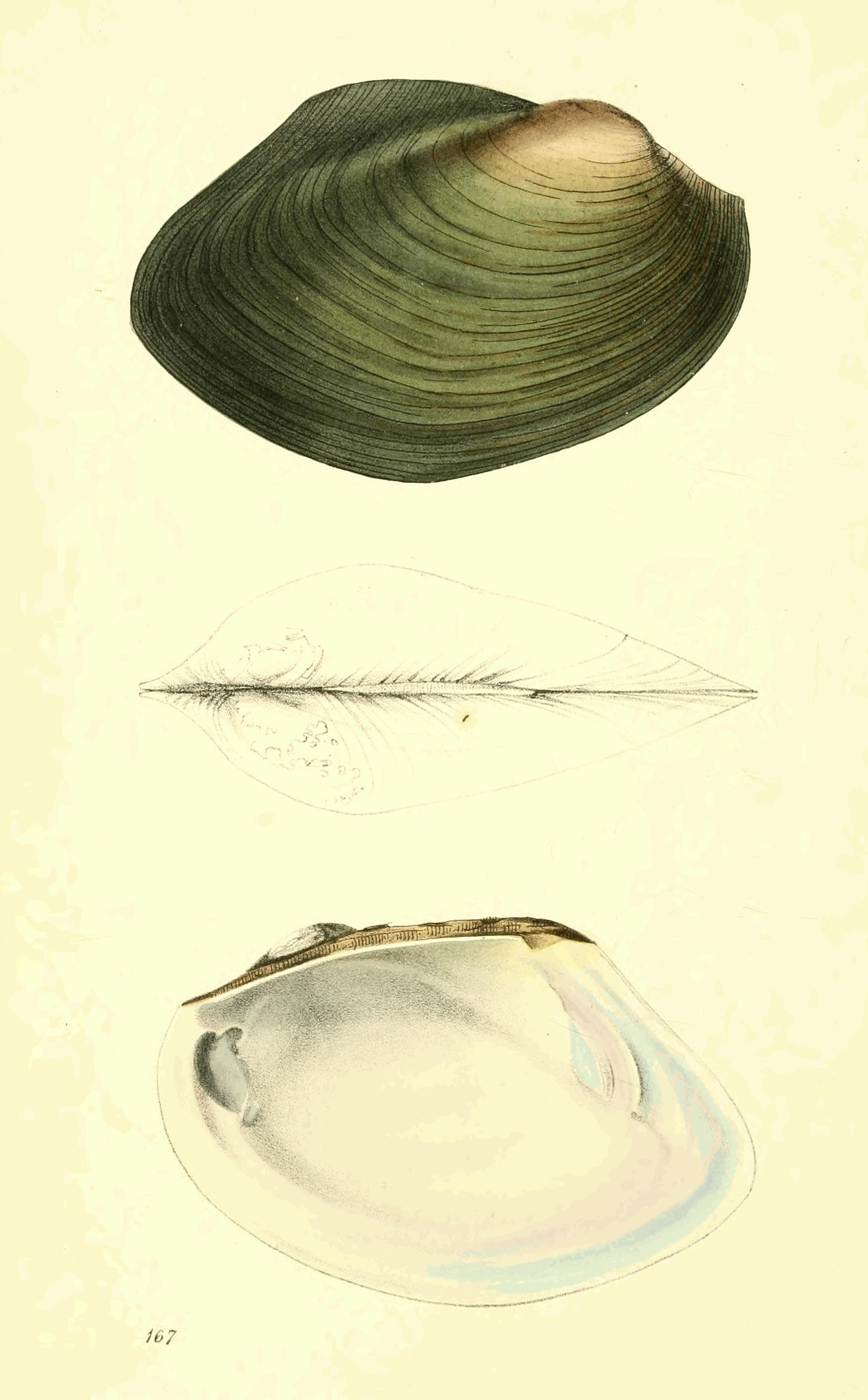 Plate 167.