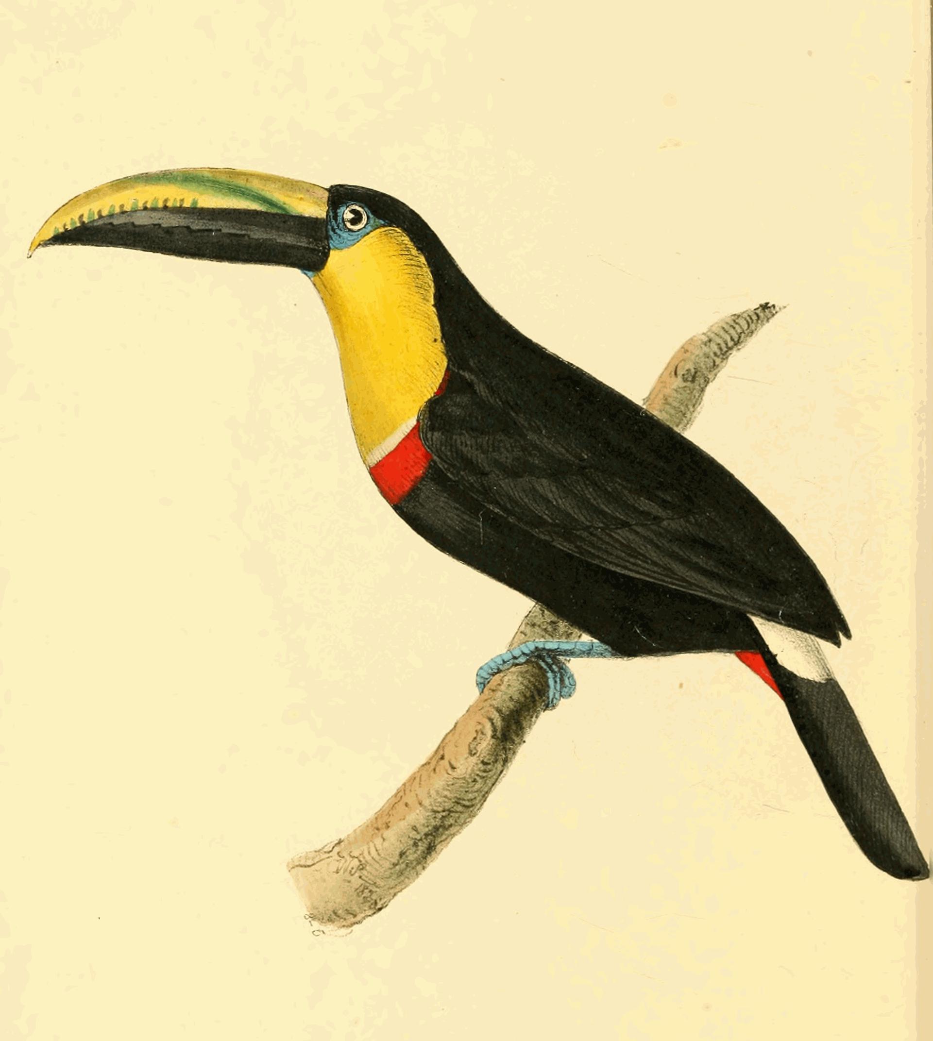 Plate 168.