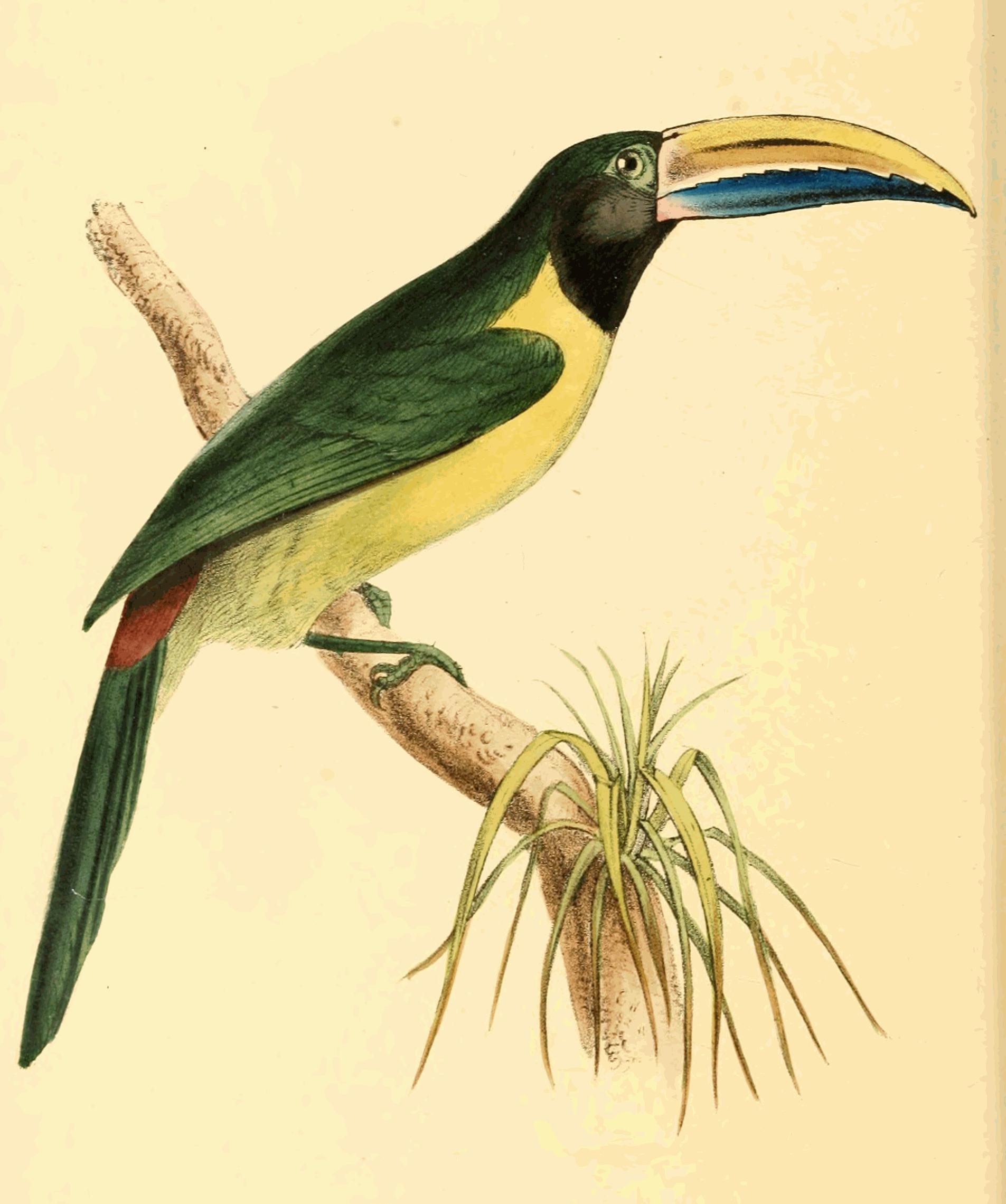 Plate 169.