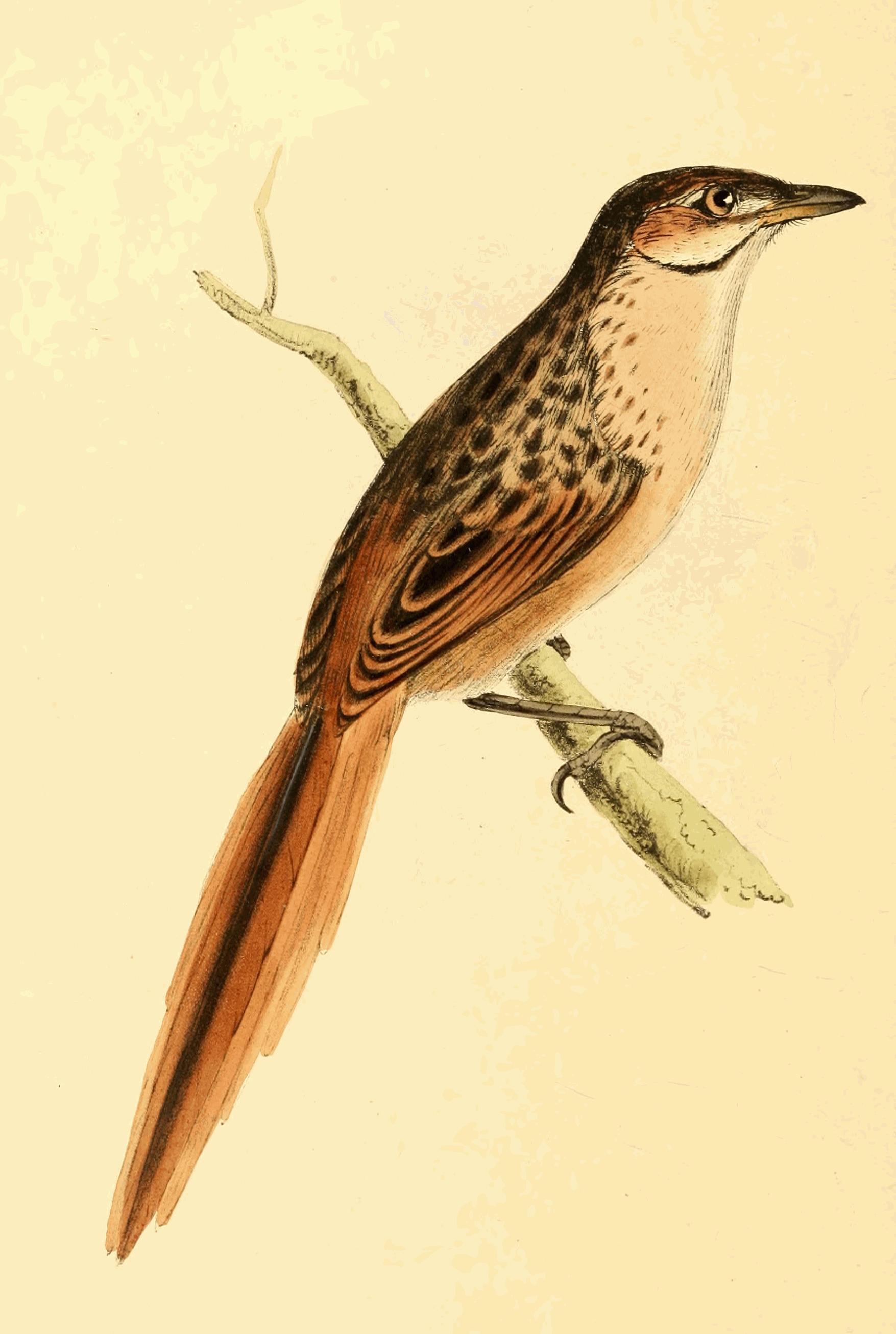Plate 170.
