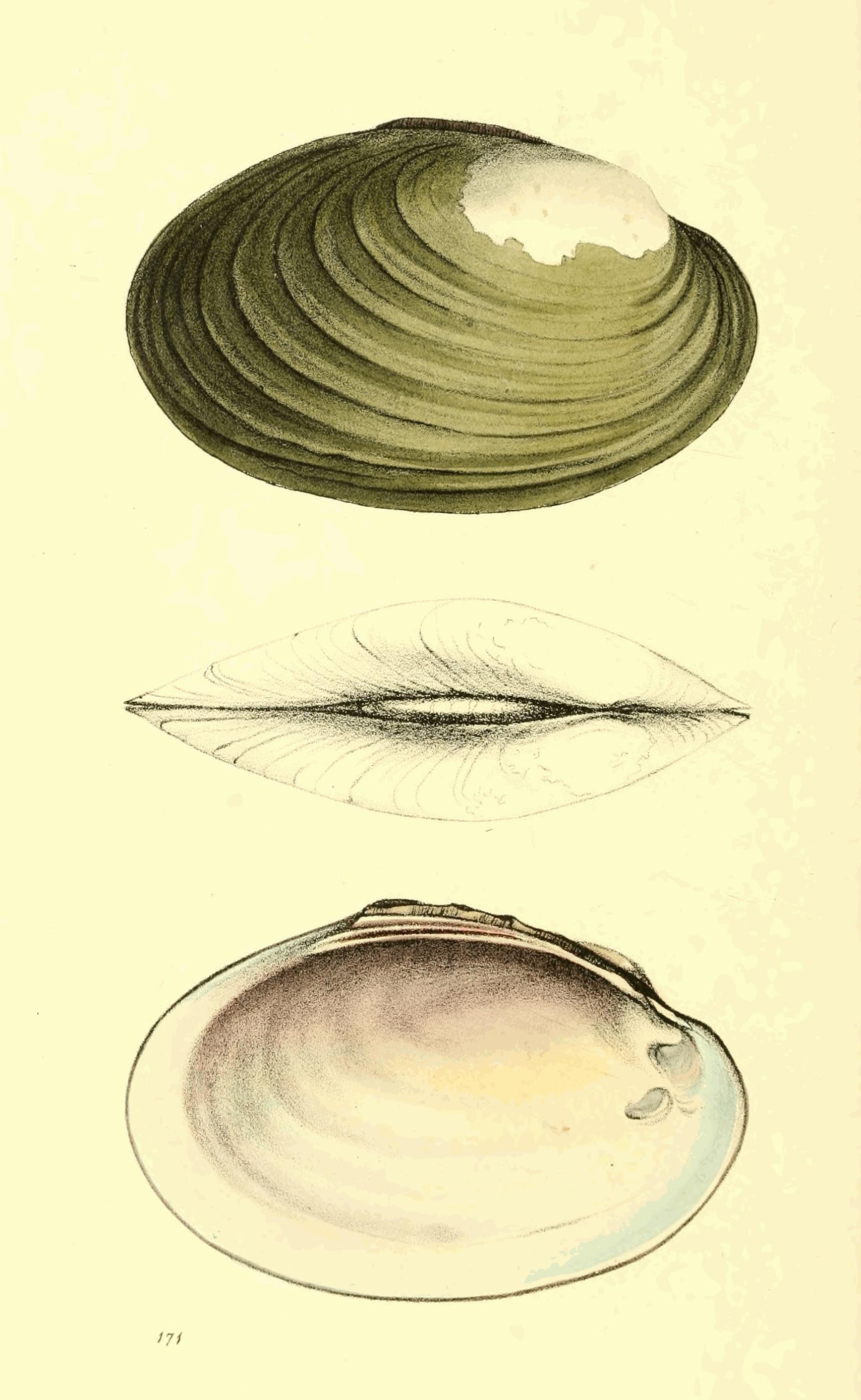 Plate 171.