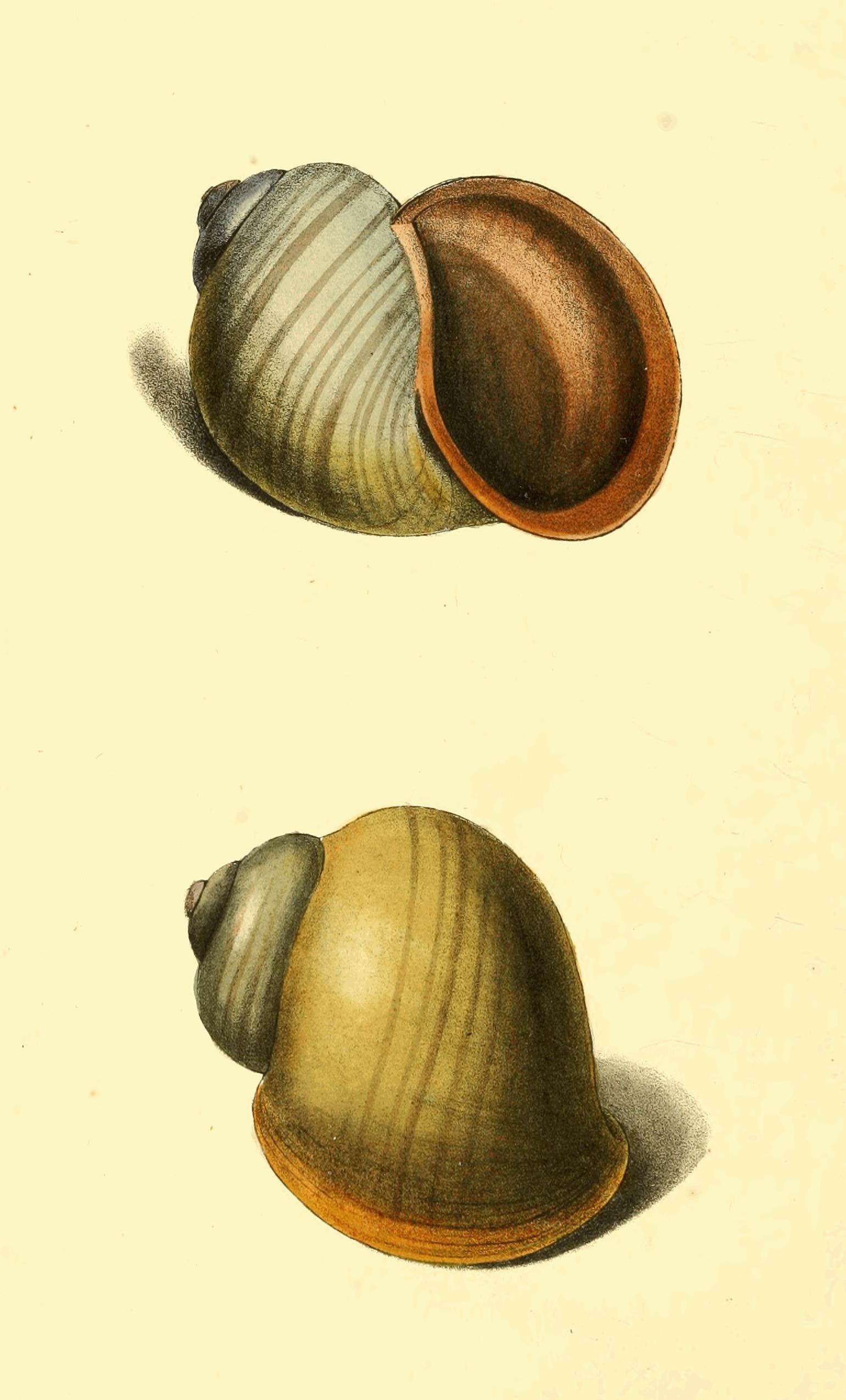 Plate 172.