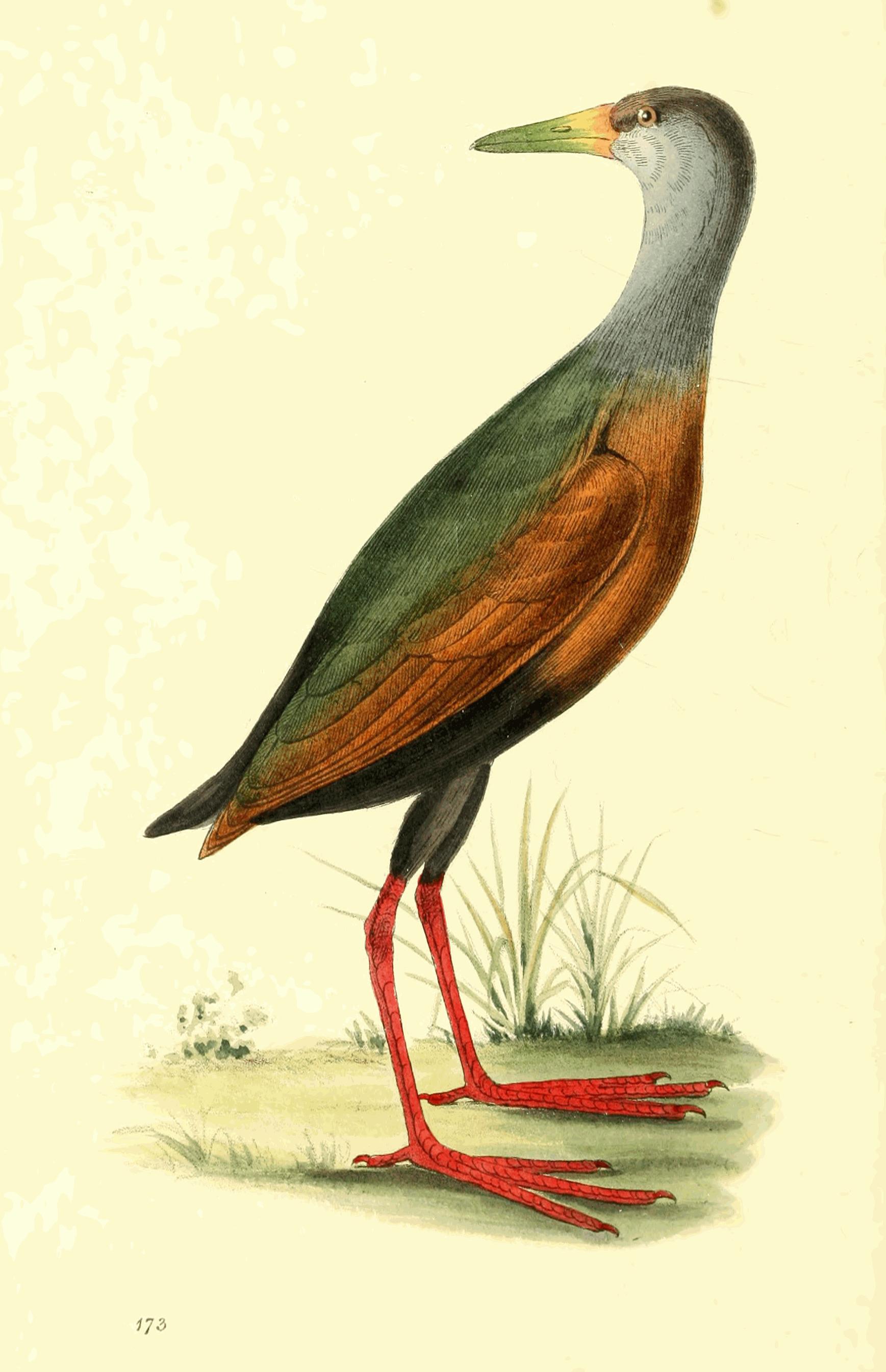 Plate 173.