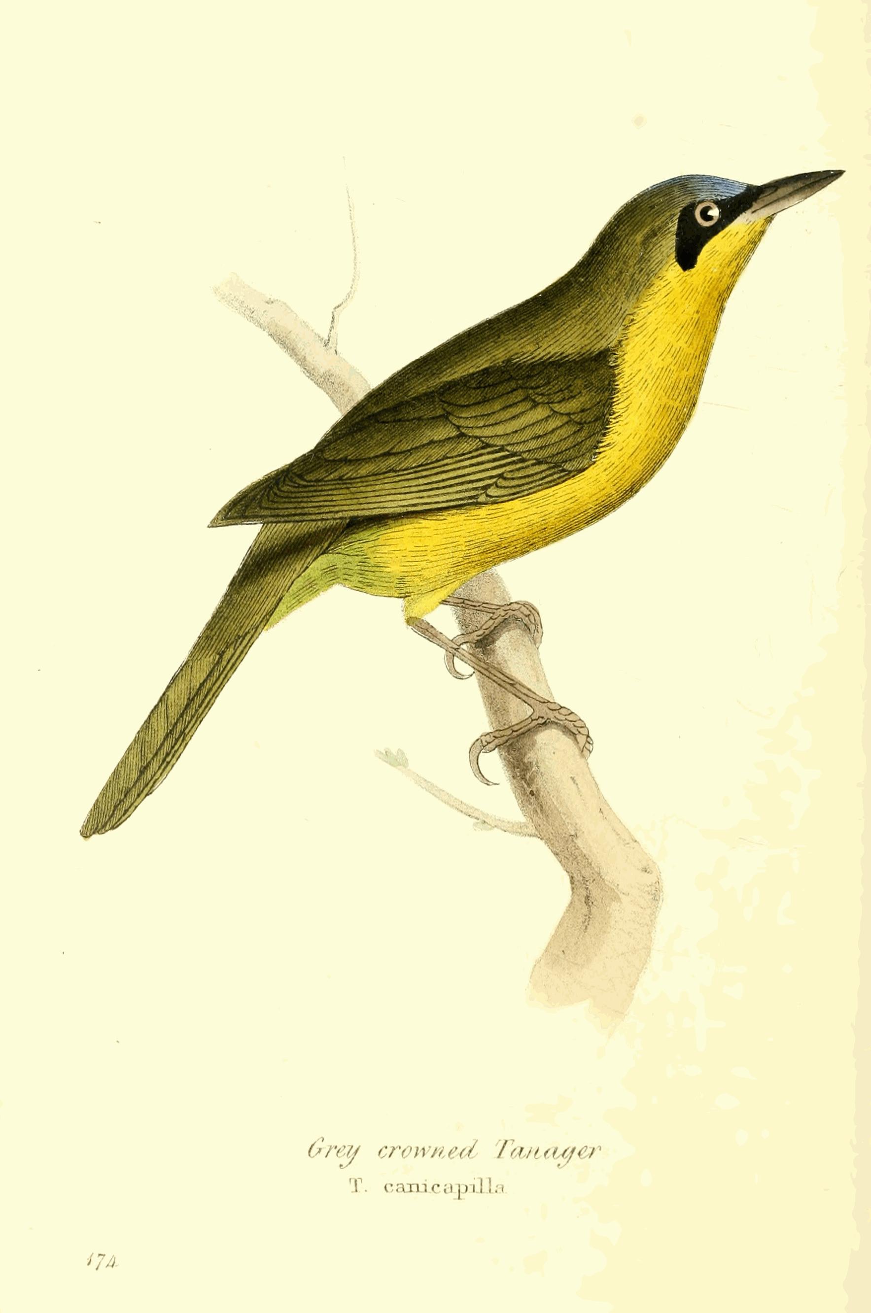 Plate 174.