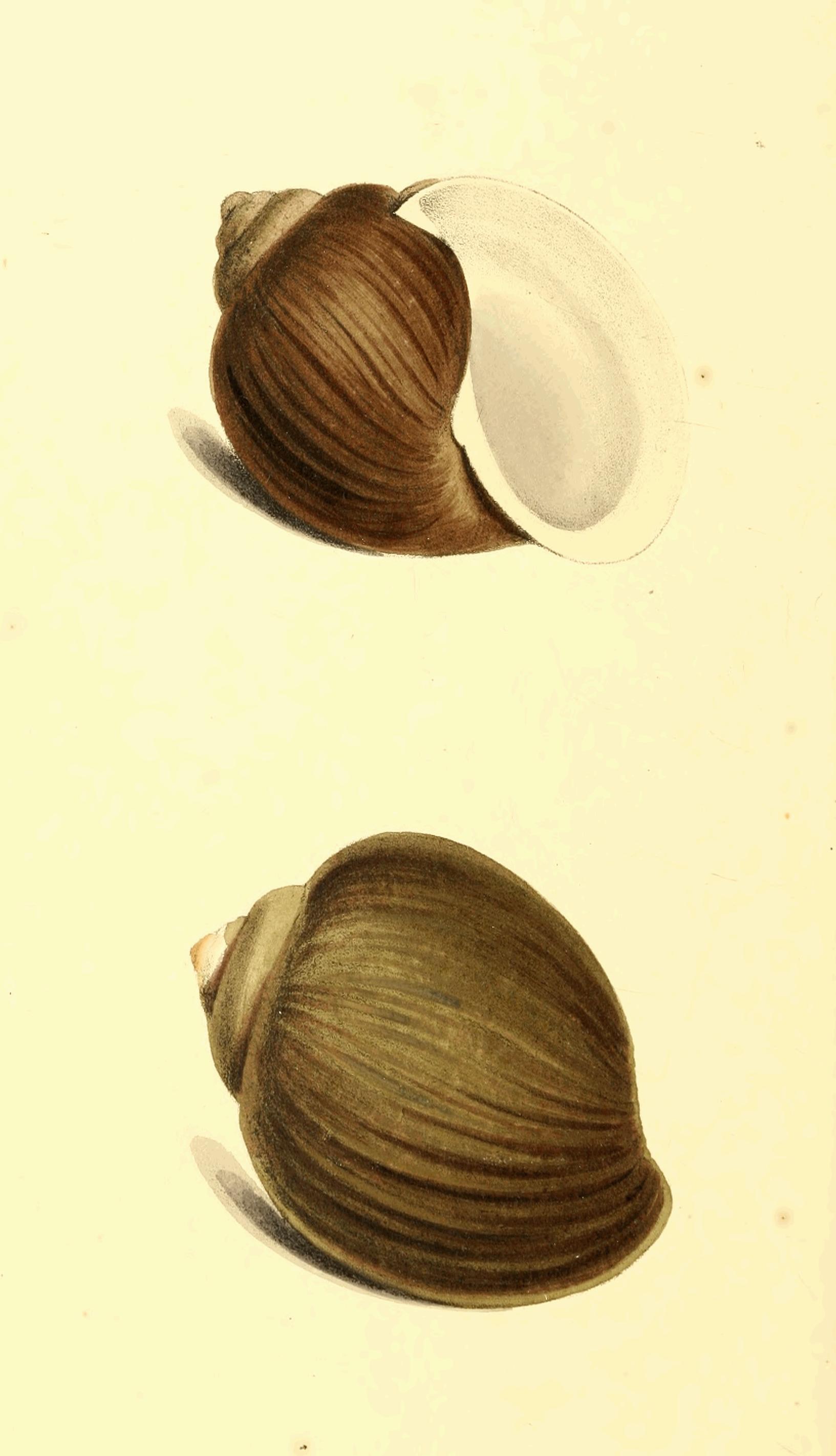 Plate 175.
