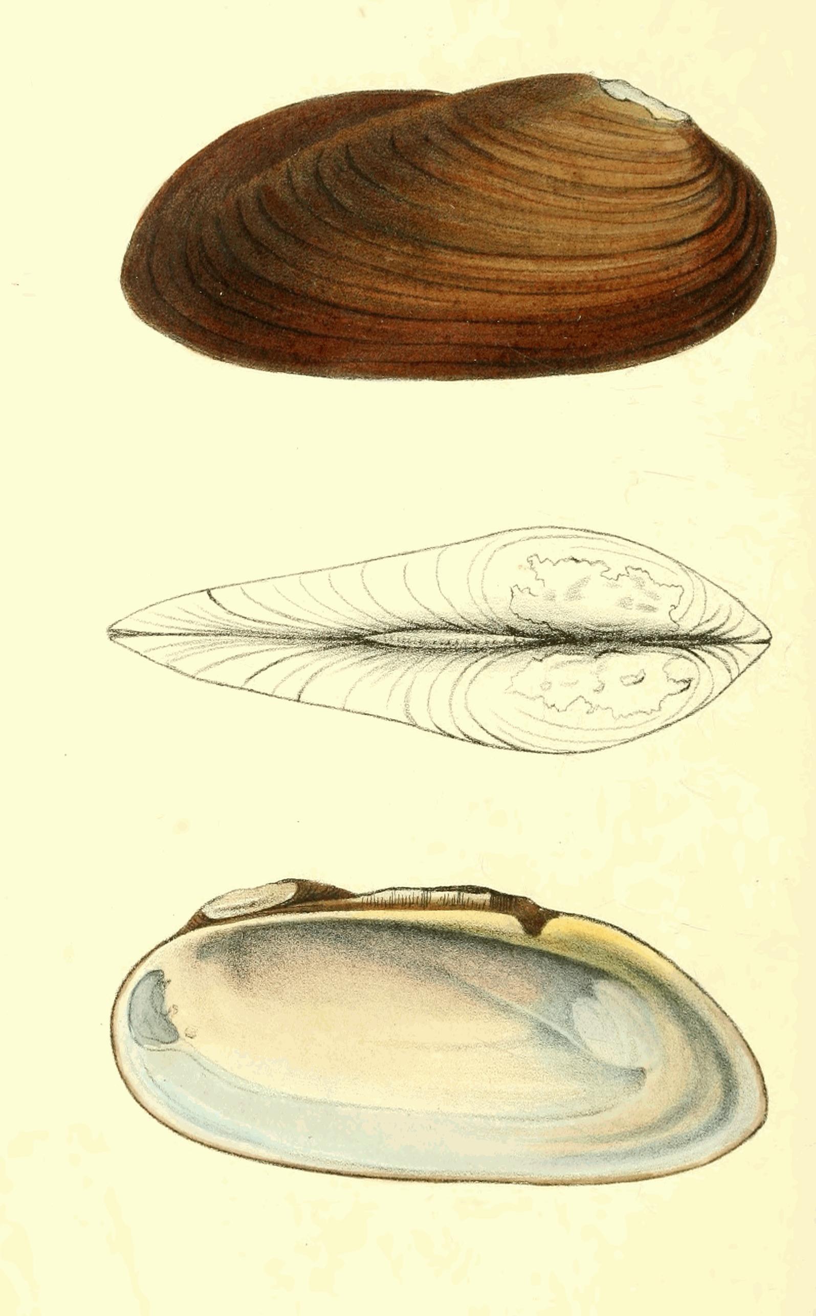 Plate 176.
