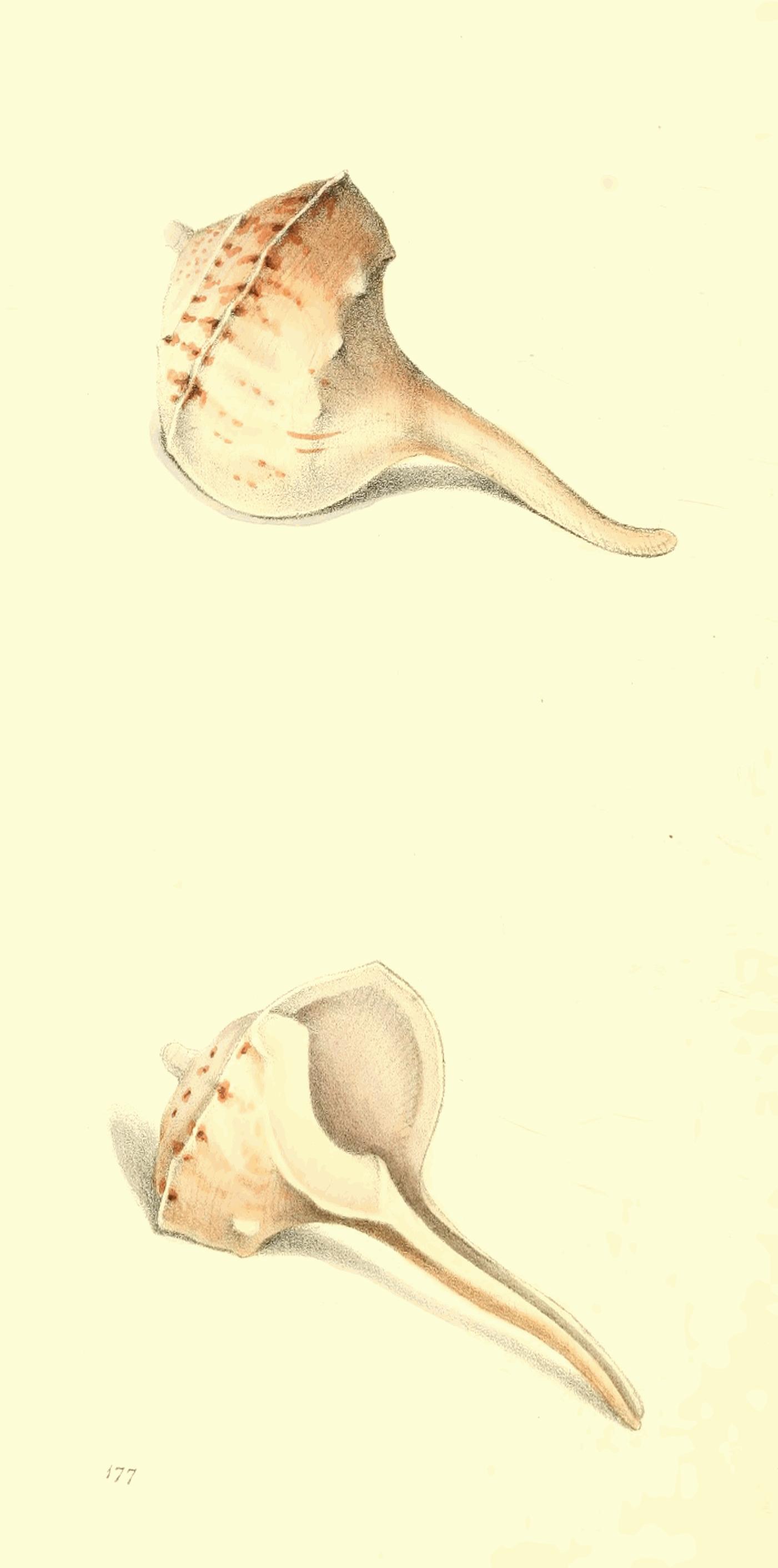 Plate 177.