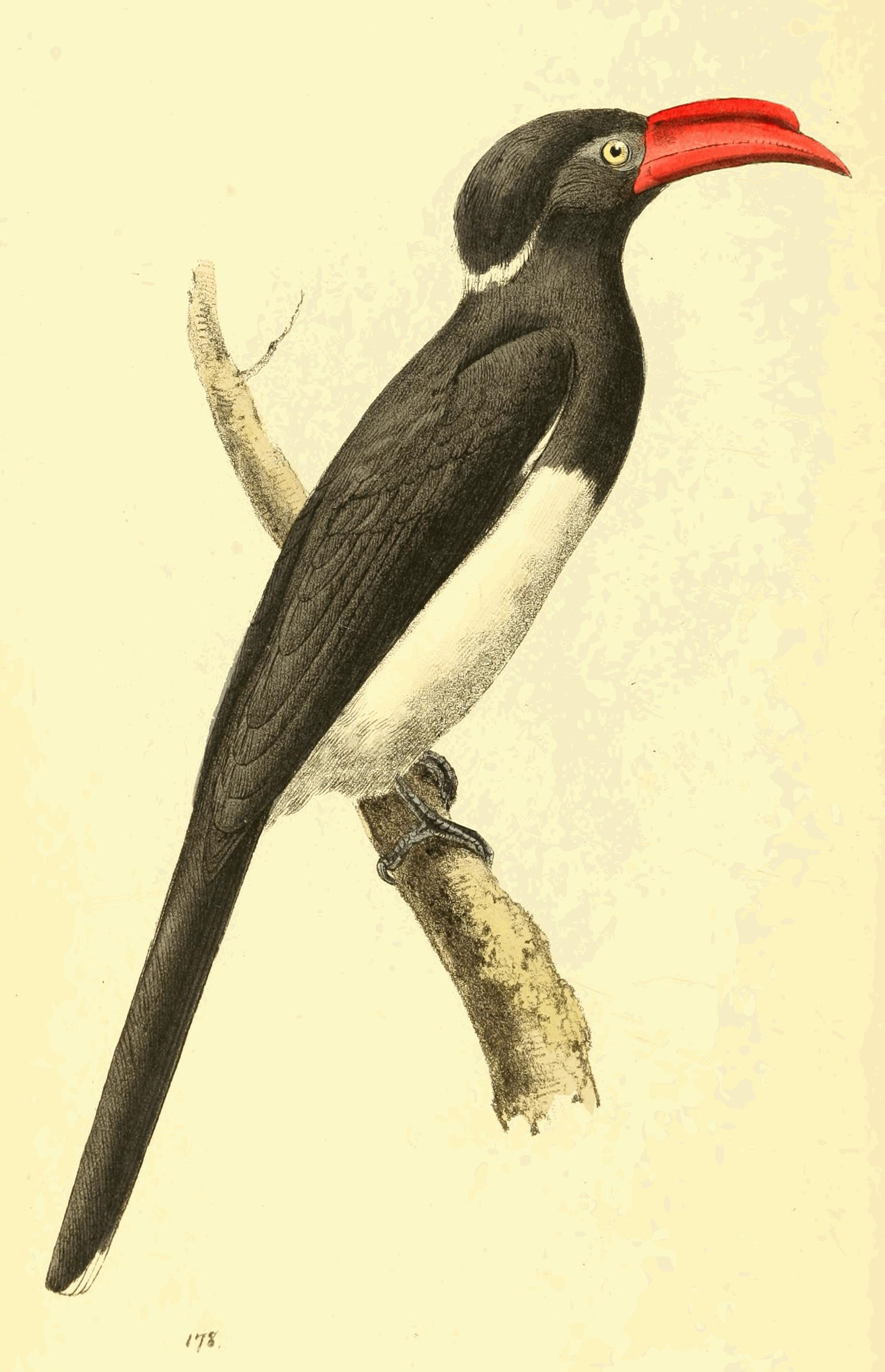 Plate 178.