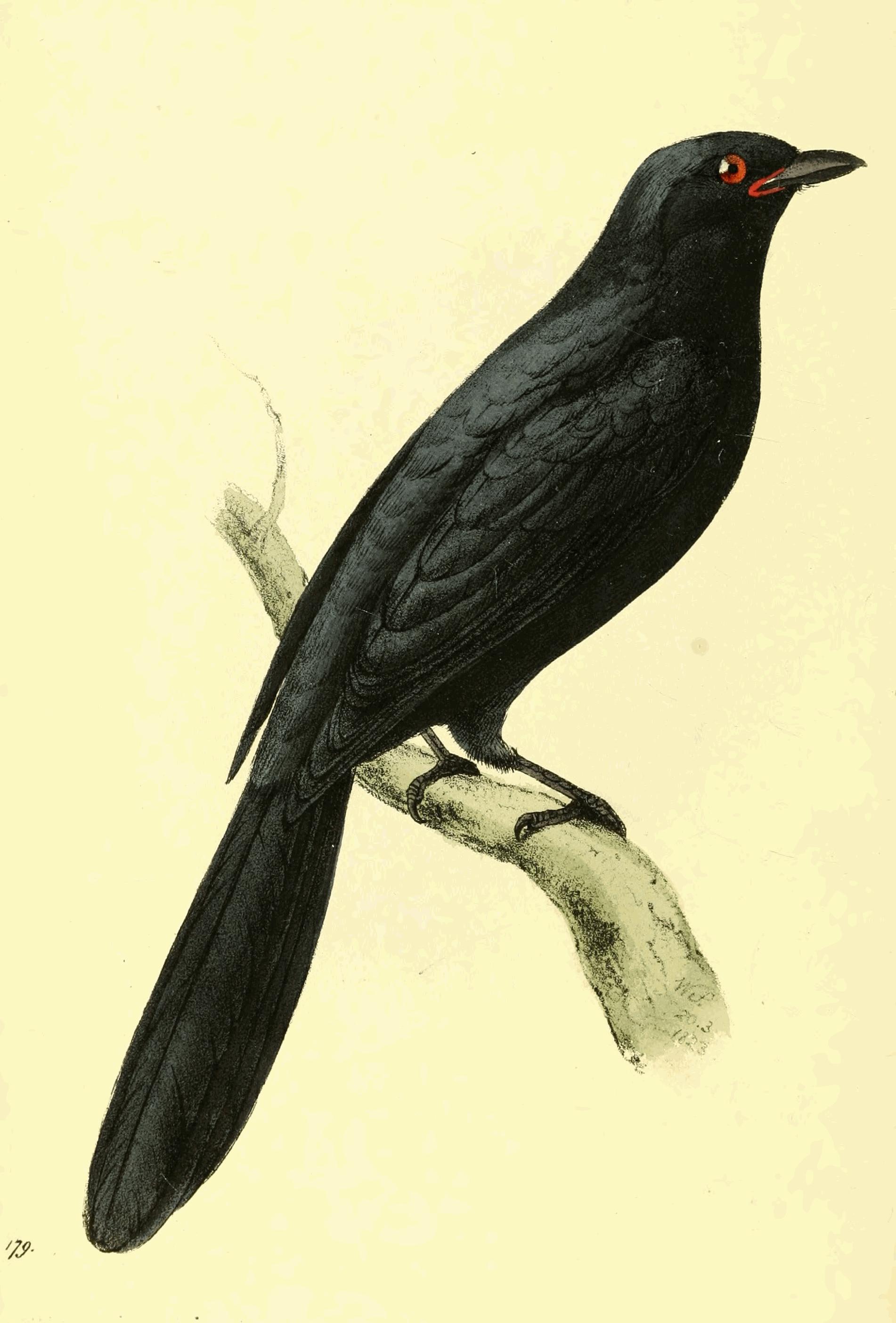 Plate 179.
