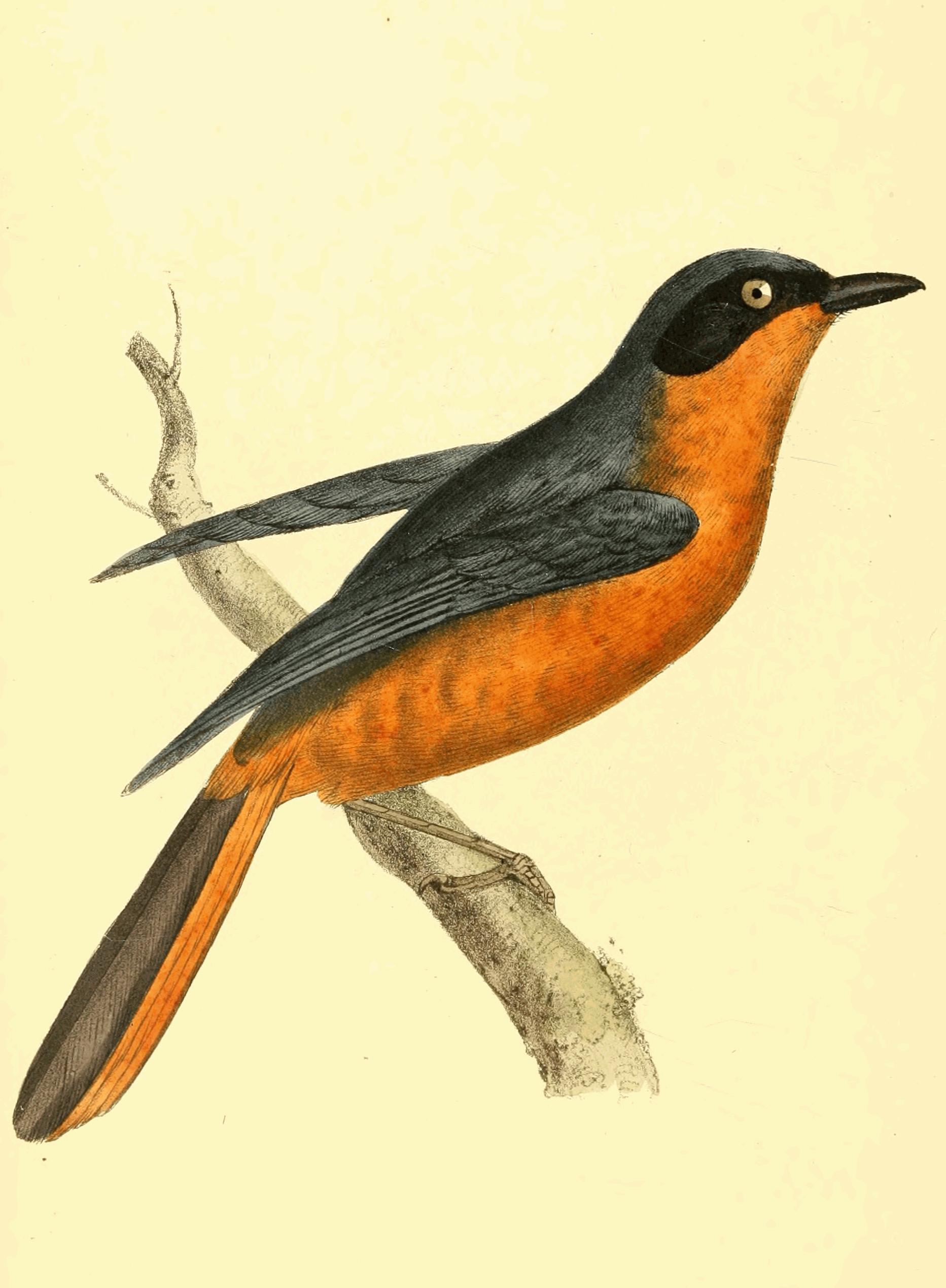 Plate 180.