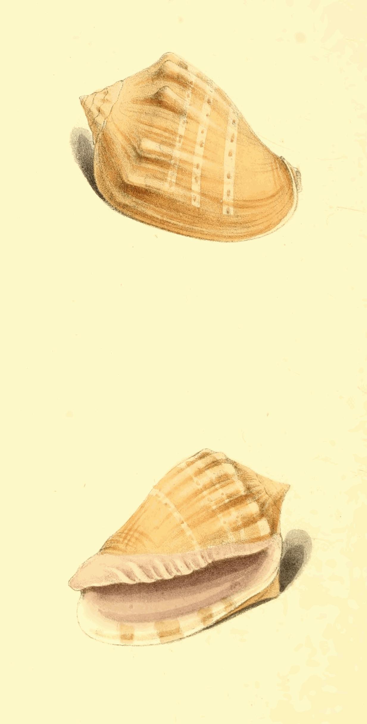 Plate 181.