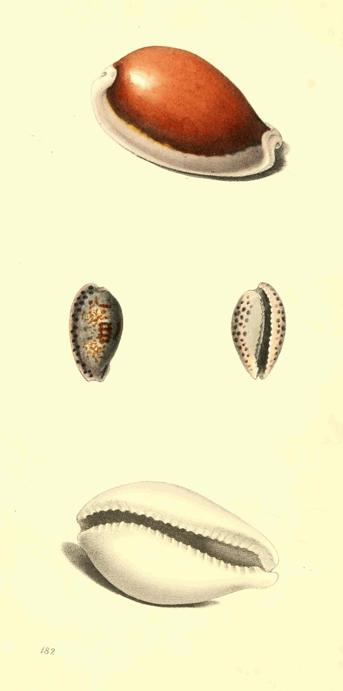 Plate 182.