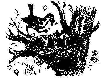 Branch establishment
