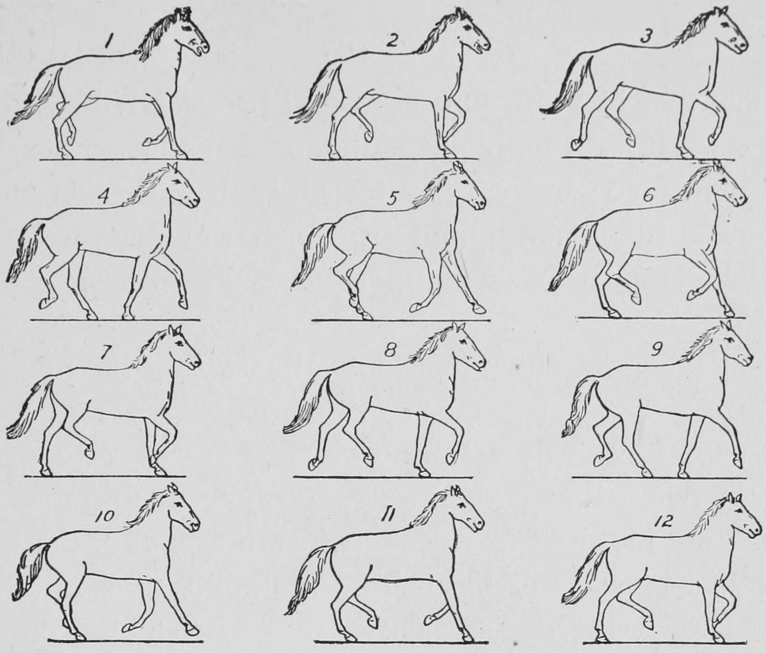 Some consecutive phases of the amble.
