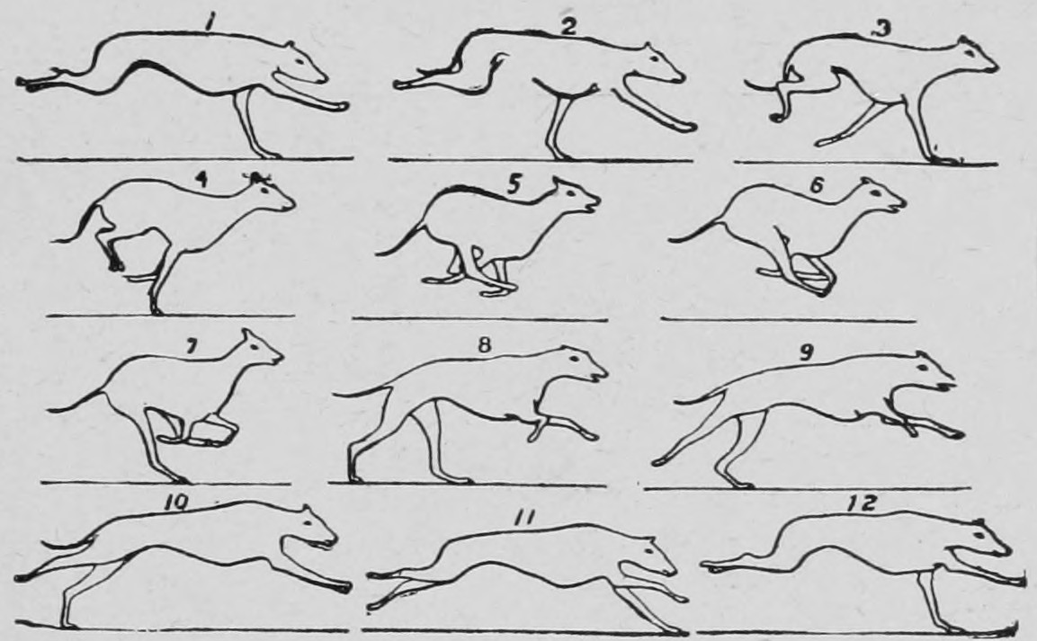The gallop of the dog.