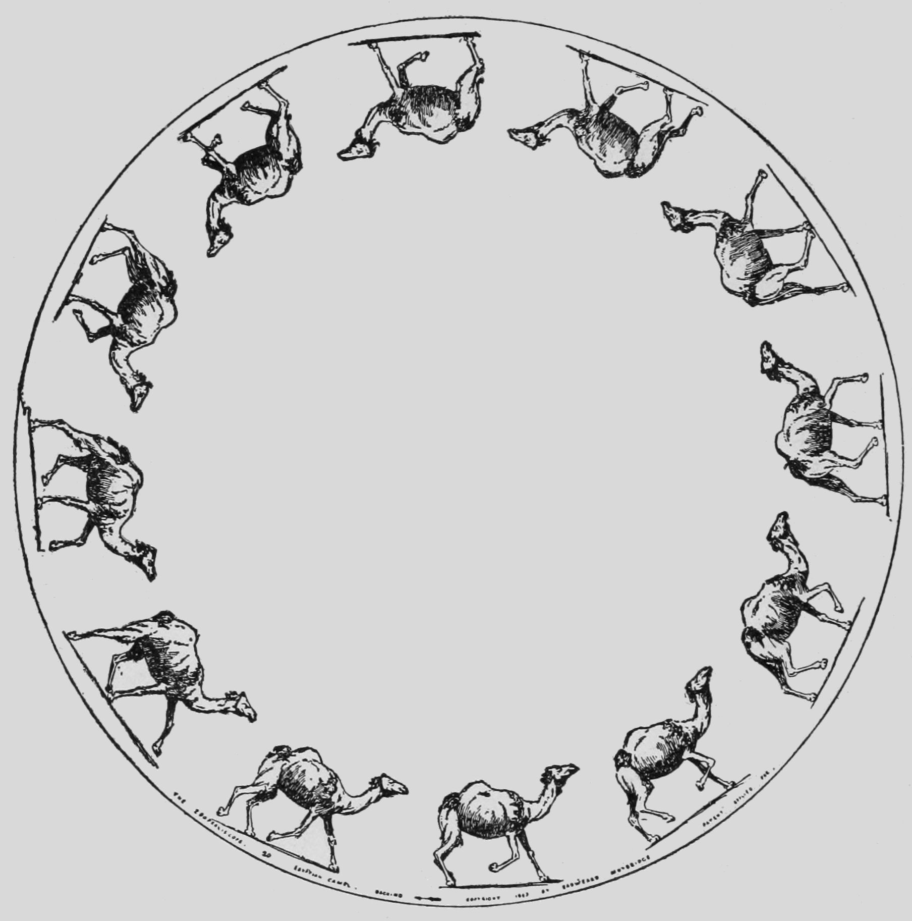 Egyptian Camel Racking