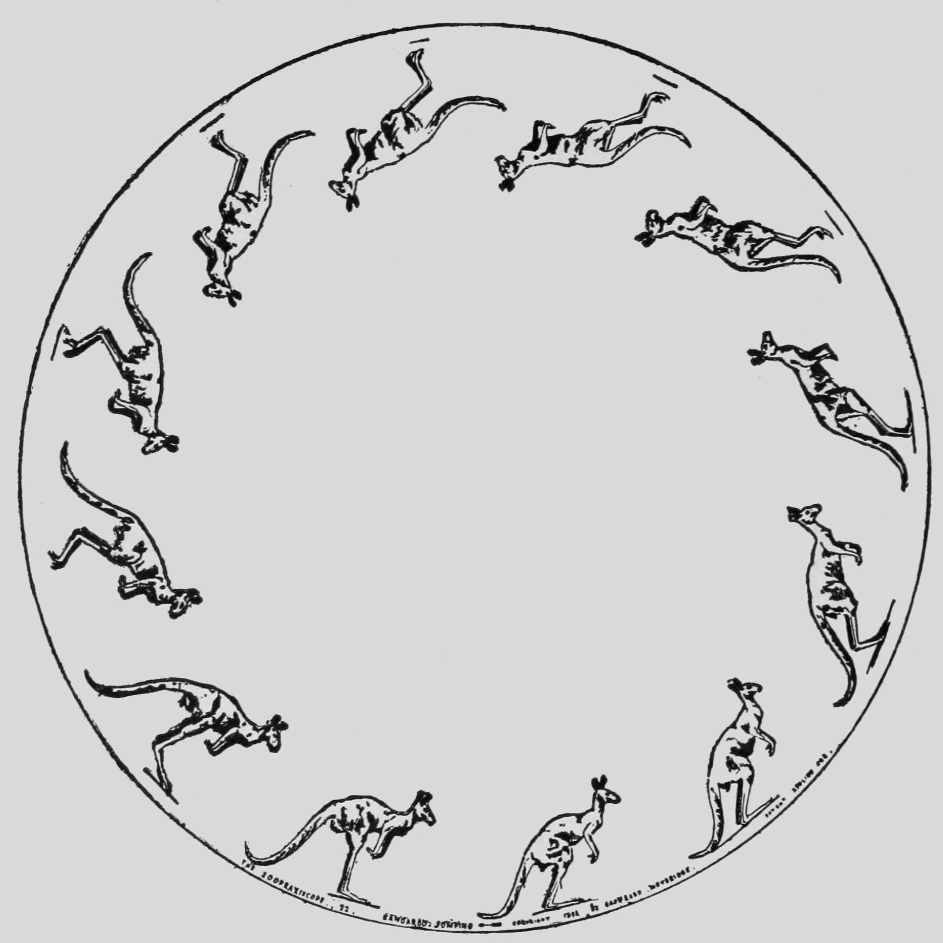 Kangaroo Jumping