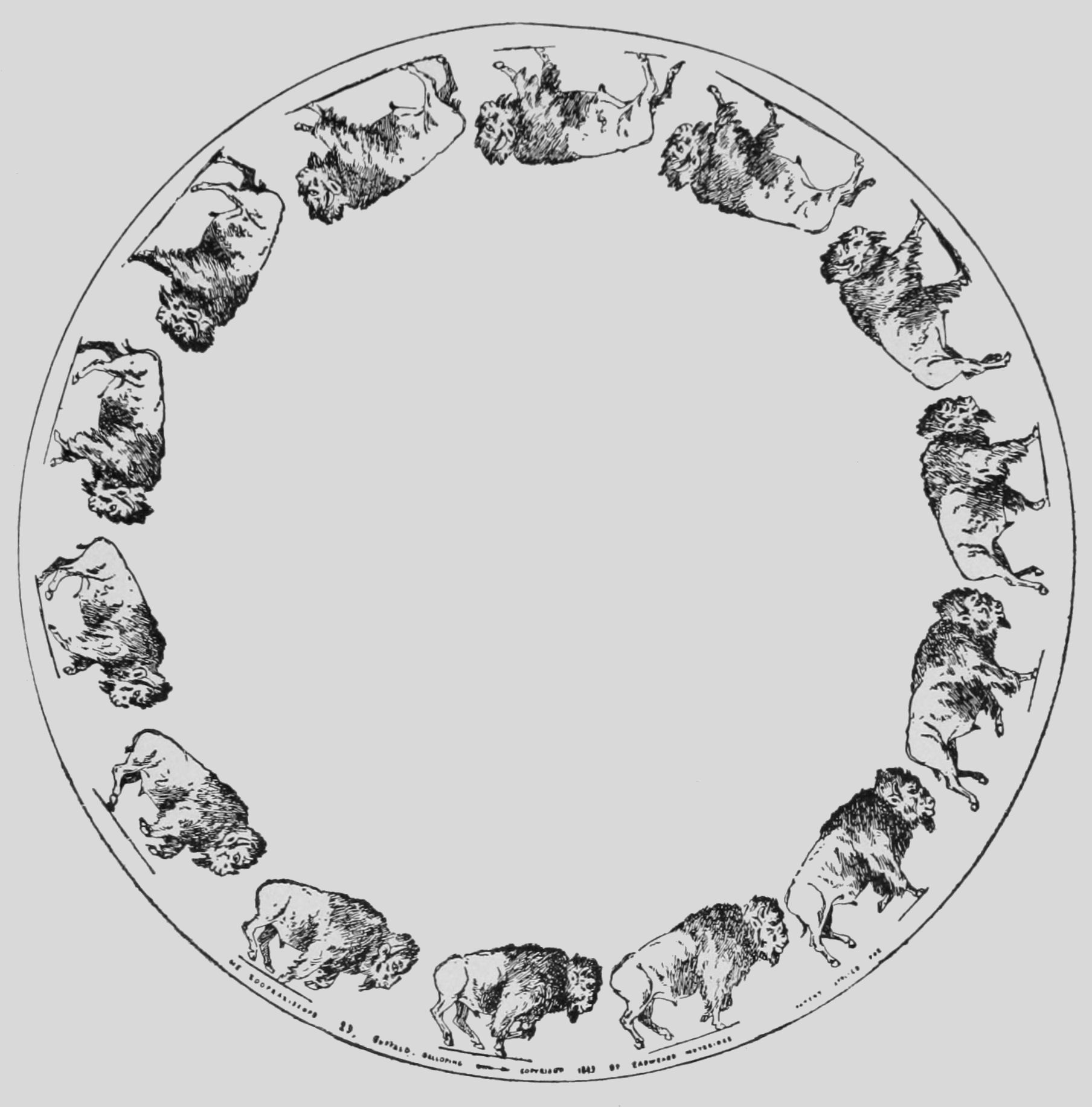 Buffalo Galloping