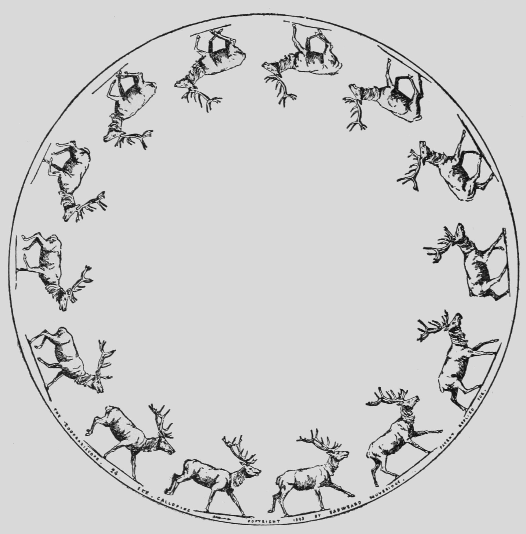 Elk Galloping