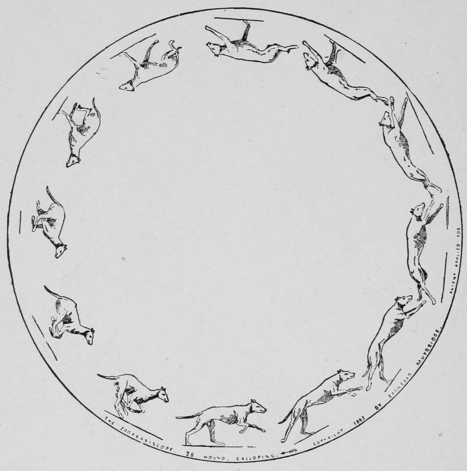 Greyhound Galloping