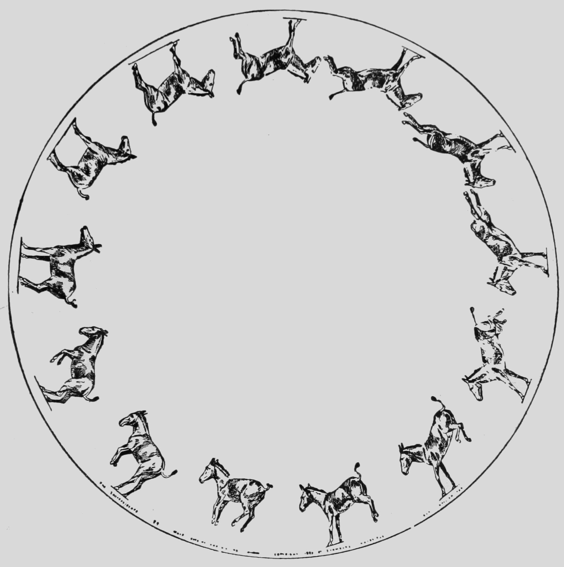 Mule, Bucking and Kicking