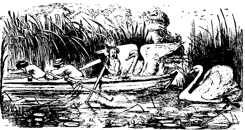 a nest of swans