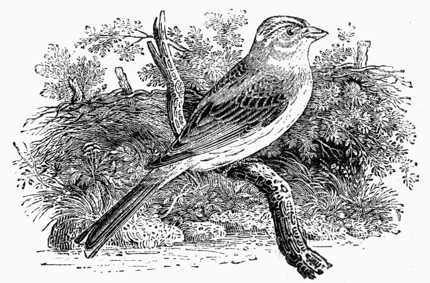 The Yellowhammer