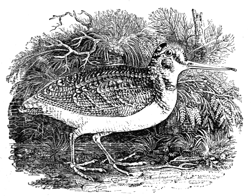 The Woodcock