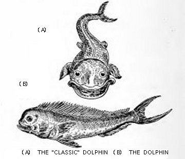 (A) The “Classic” Dolphin.  (B) The Dolphin