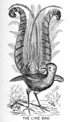 The Lyre Bird