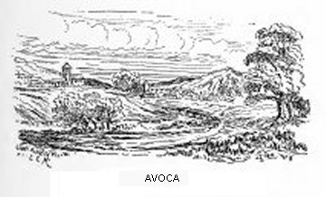 Avoca
