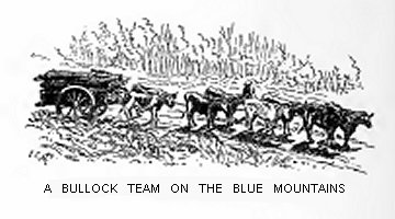 A Bullock Team on the Blue Mountains