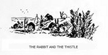 The Rabbit and the Thistle