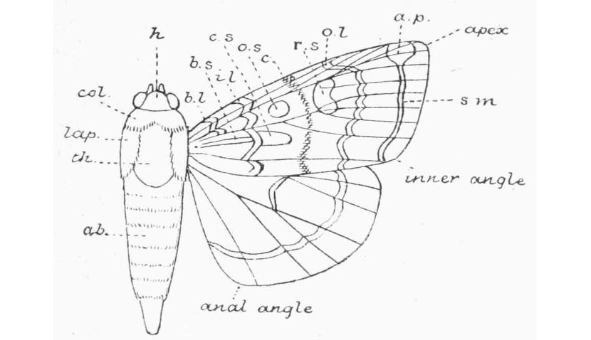 Fig. 5.