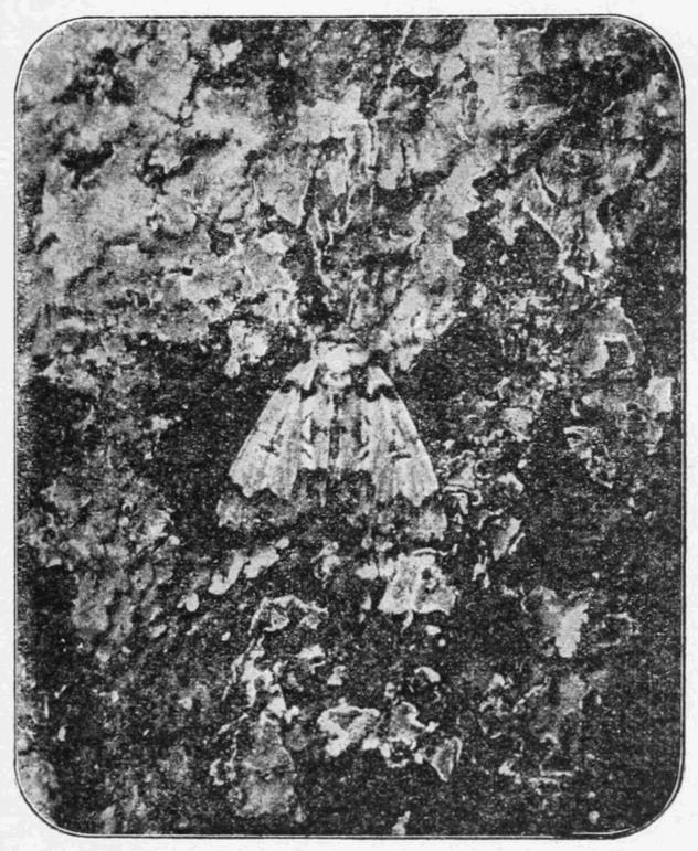 Fig. 8.