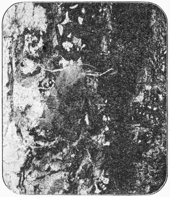 Fig. 9.